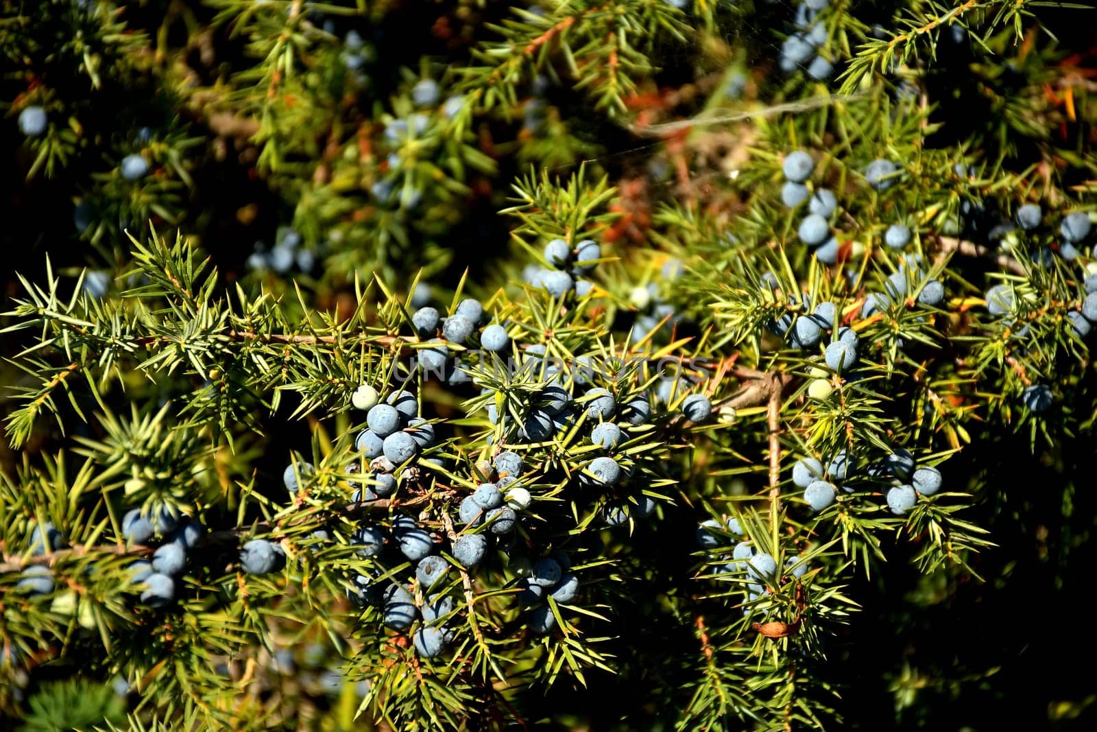 juniper berry on its bush