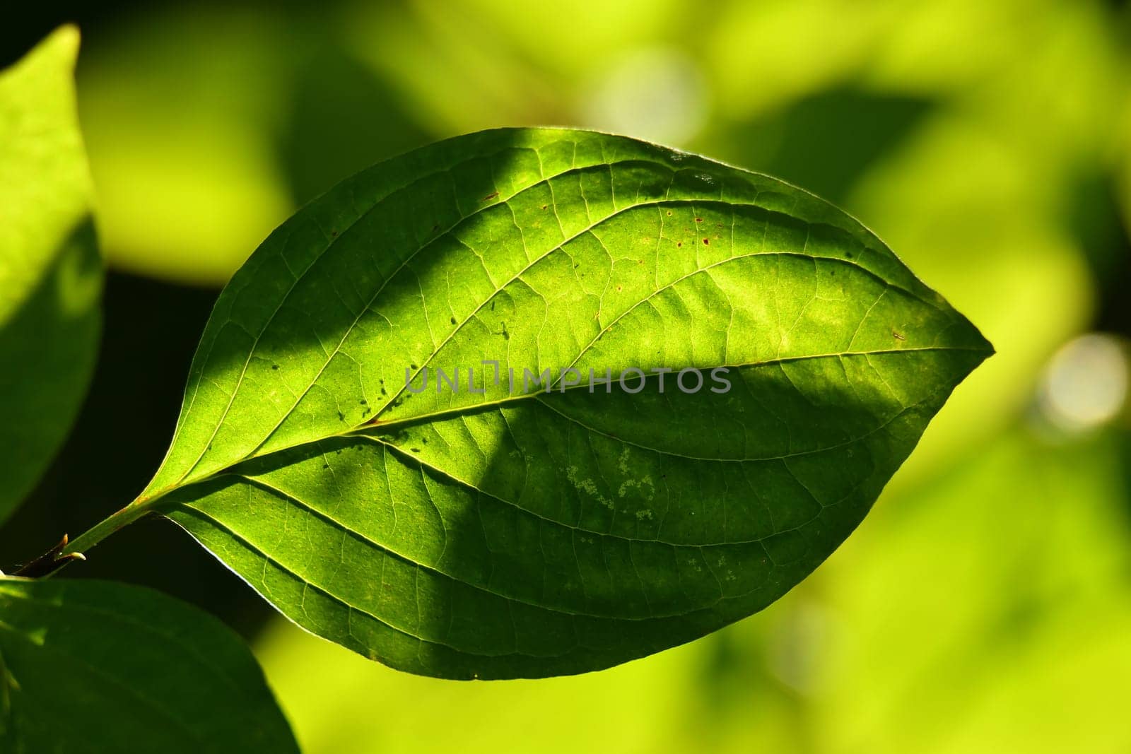 green leaf in backlit in autumnal sun