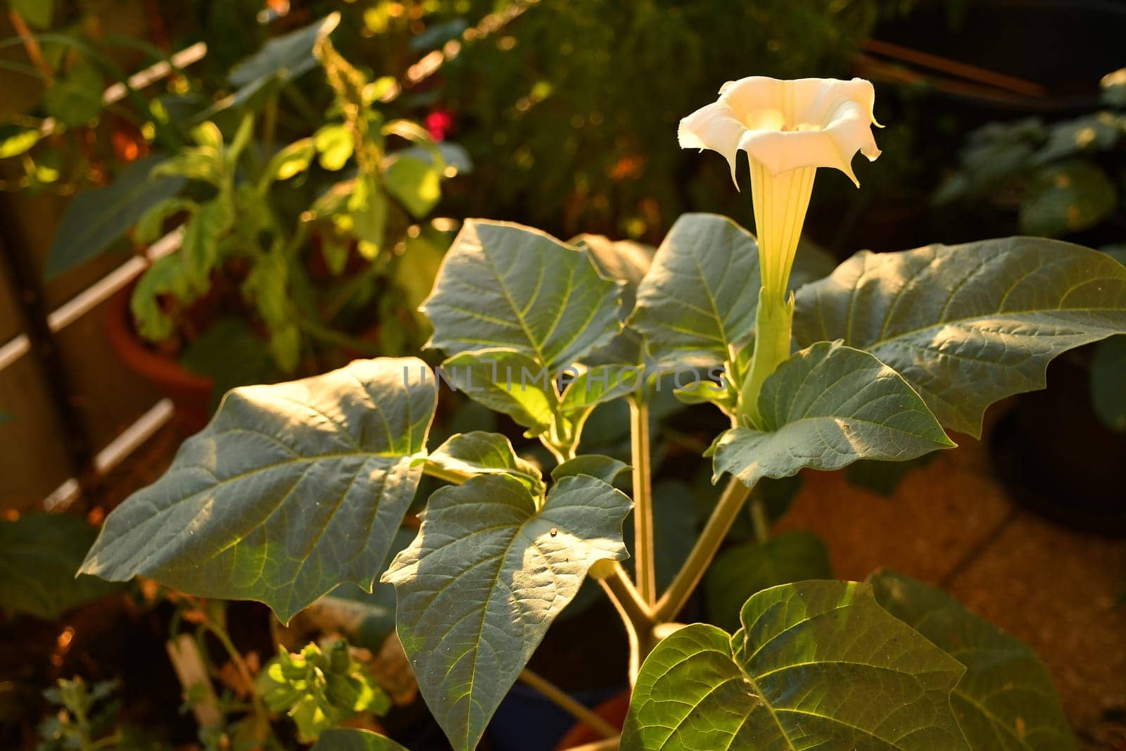 thorn apple with white flower in morning sun