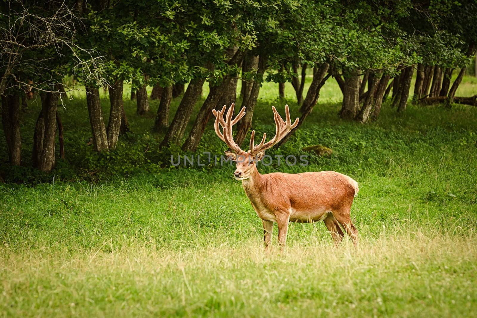 Deer with big horns near the forest