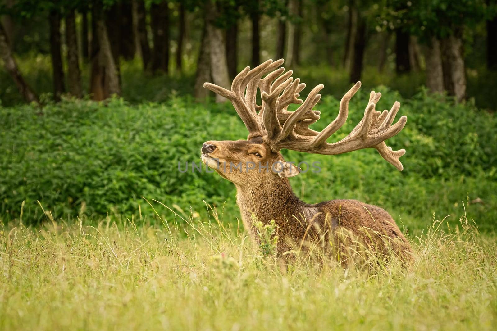 Portrait of a deer with big horns near the forest
