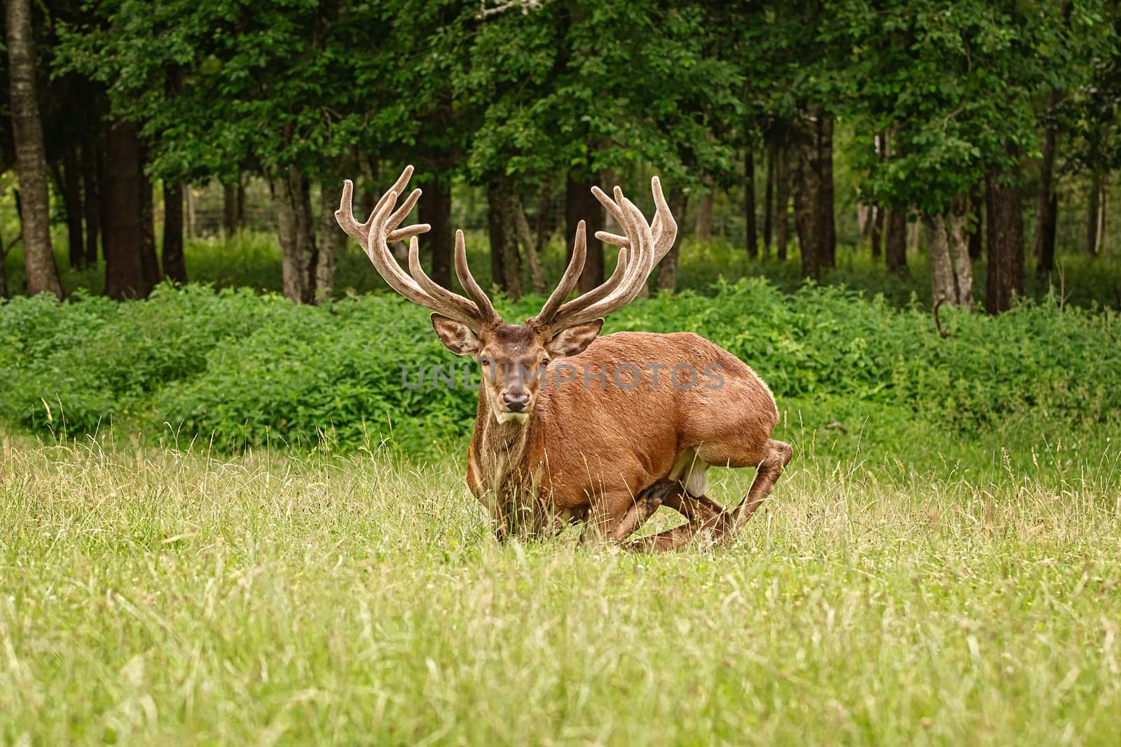 Portrait of a deer with big horns near the forest