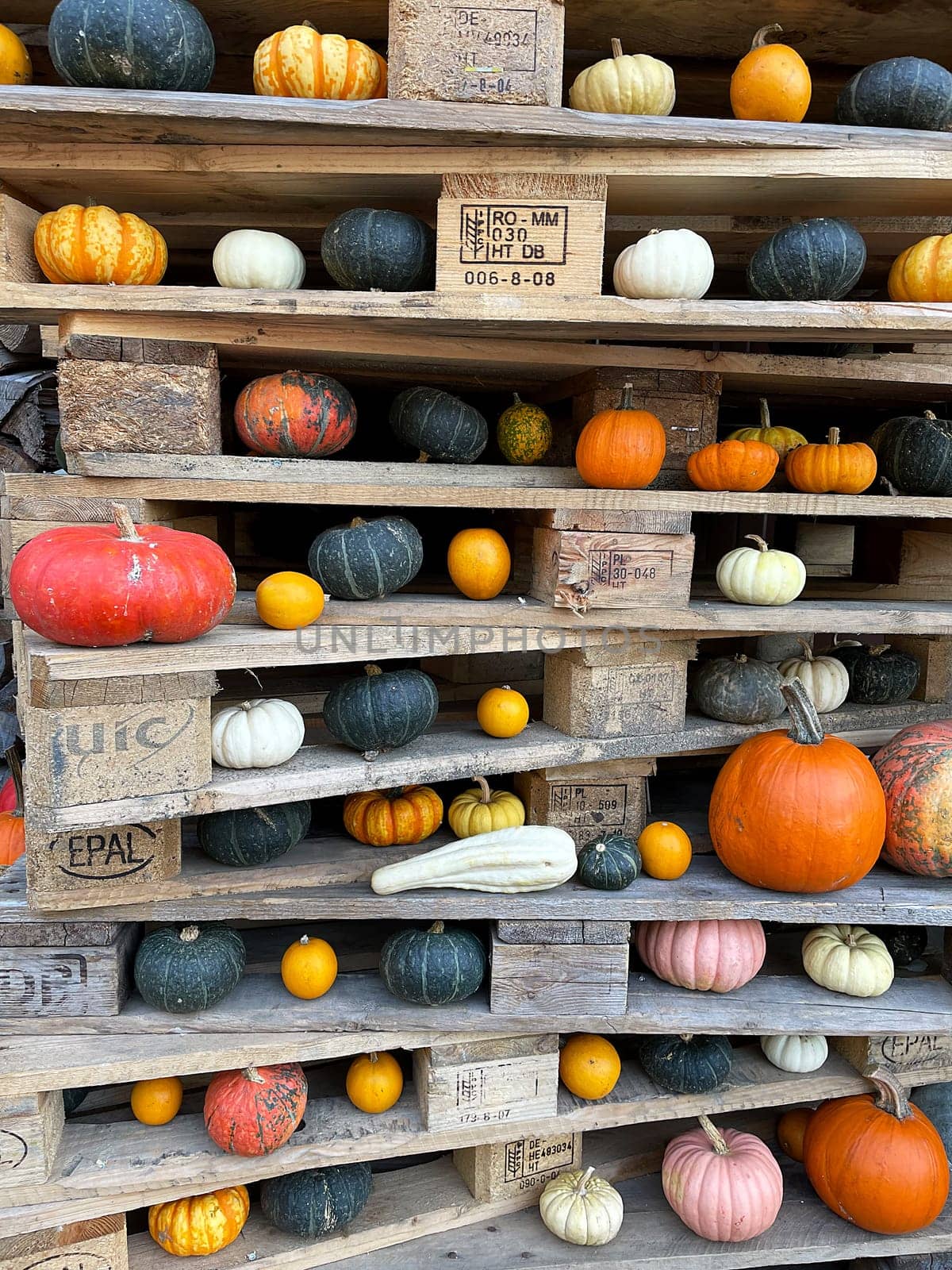 Different Types of Pumpkins