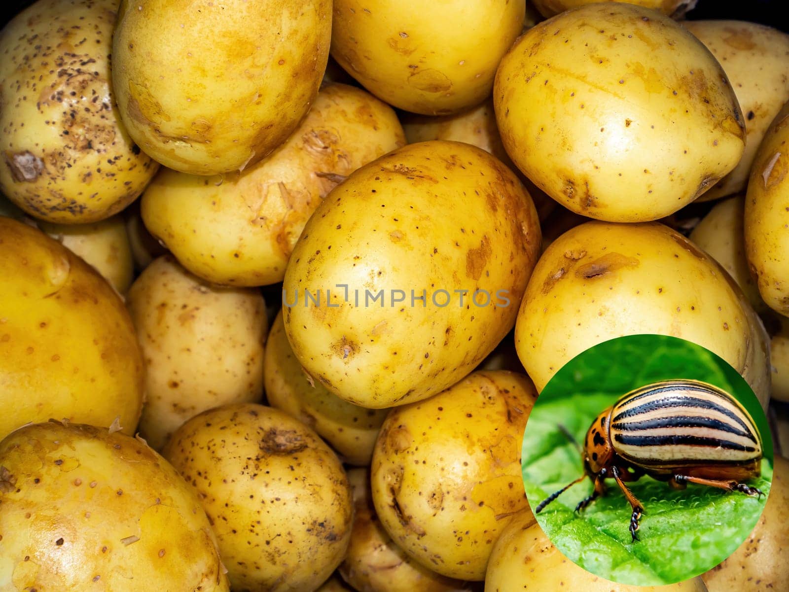 Insect pest leptinotarsa decemlineata on a potato crop. Colorado beetles. Insect parasite. Potato leaf beetle. Animals in nature. Gardening. Agricultural business. Farm harvest.
