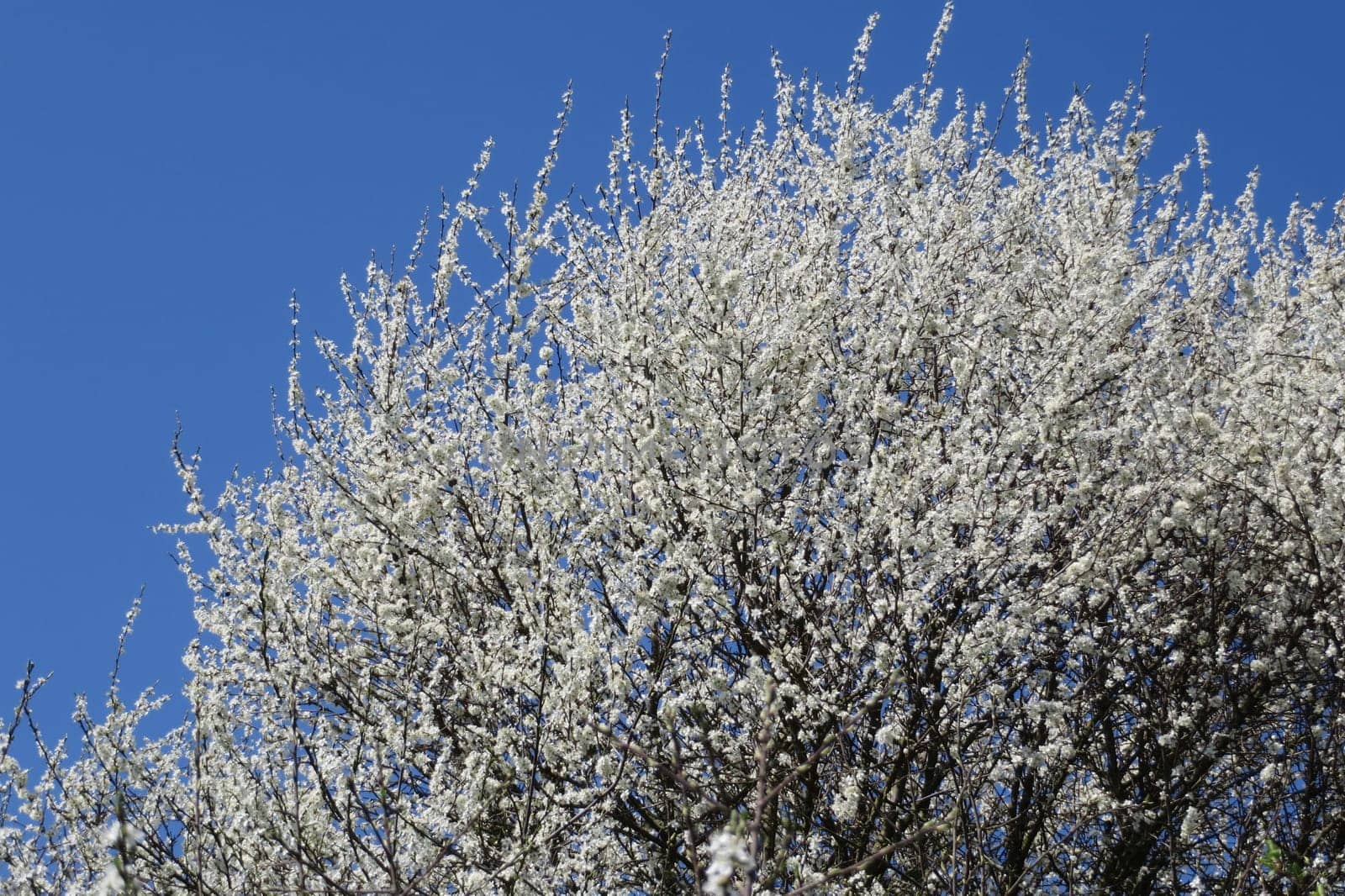 Hawthorn - Crataegus