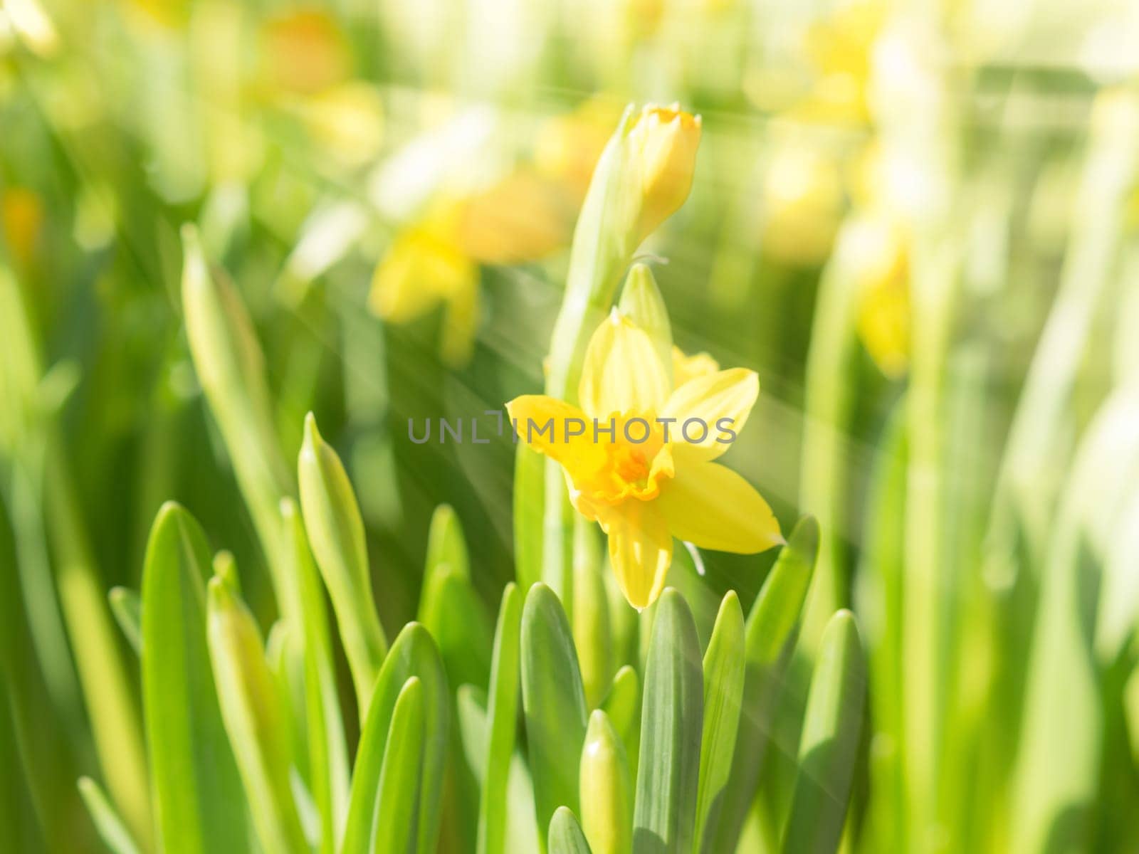 Spring blossoming yellow daffodils narcissi flowers in bright sun rays. Toning effect and filtered stock photo with selective soft focus and shallow DOF.
