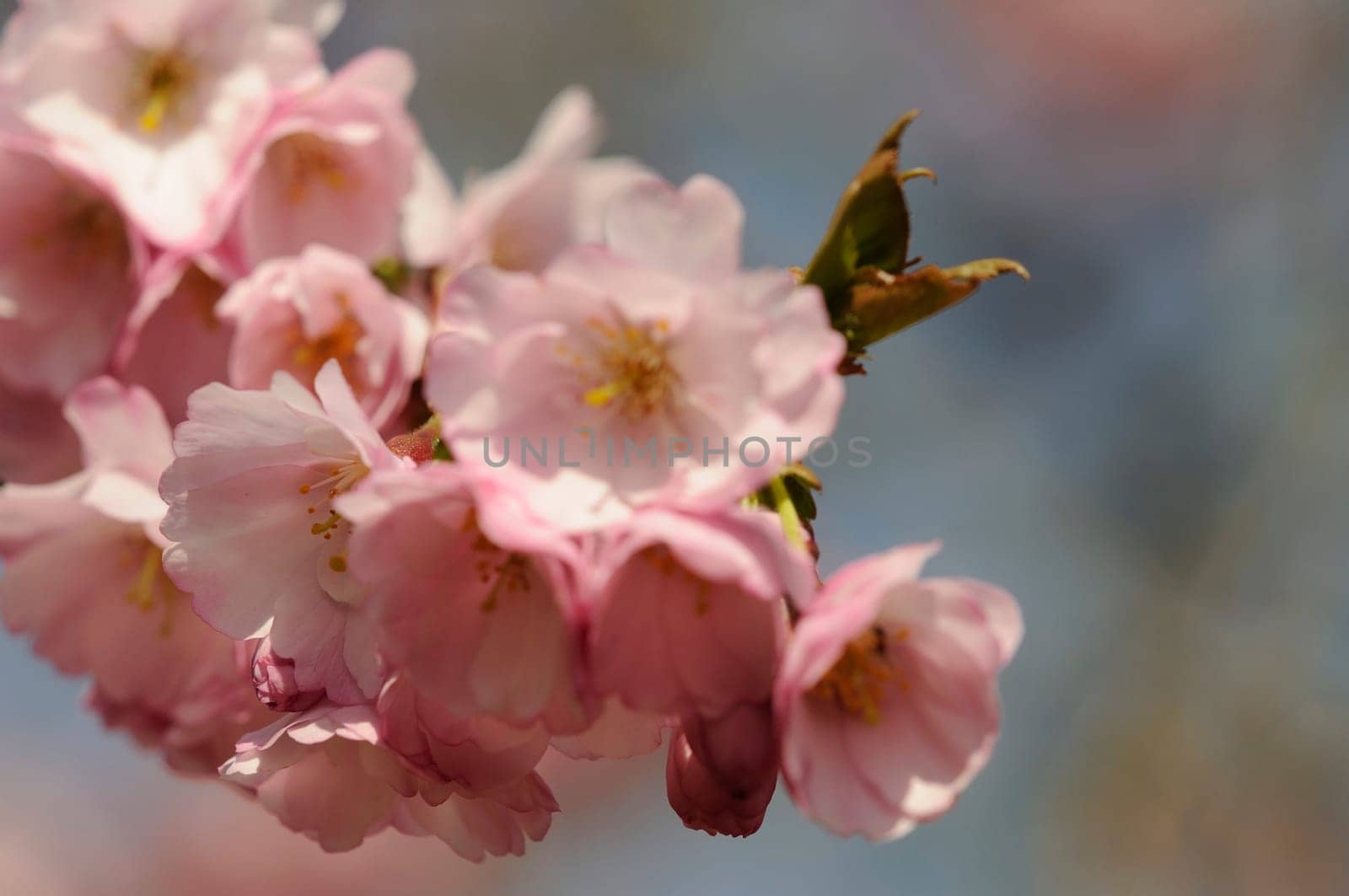 flower cherry