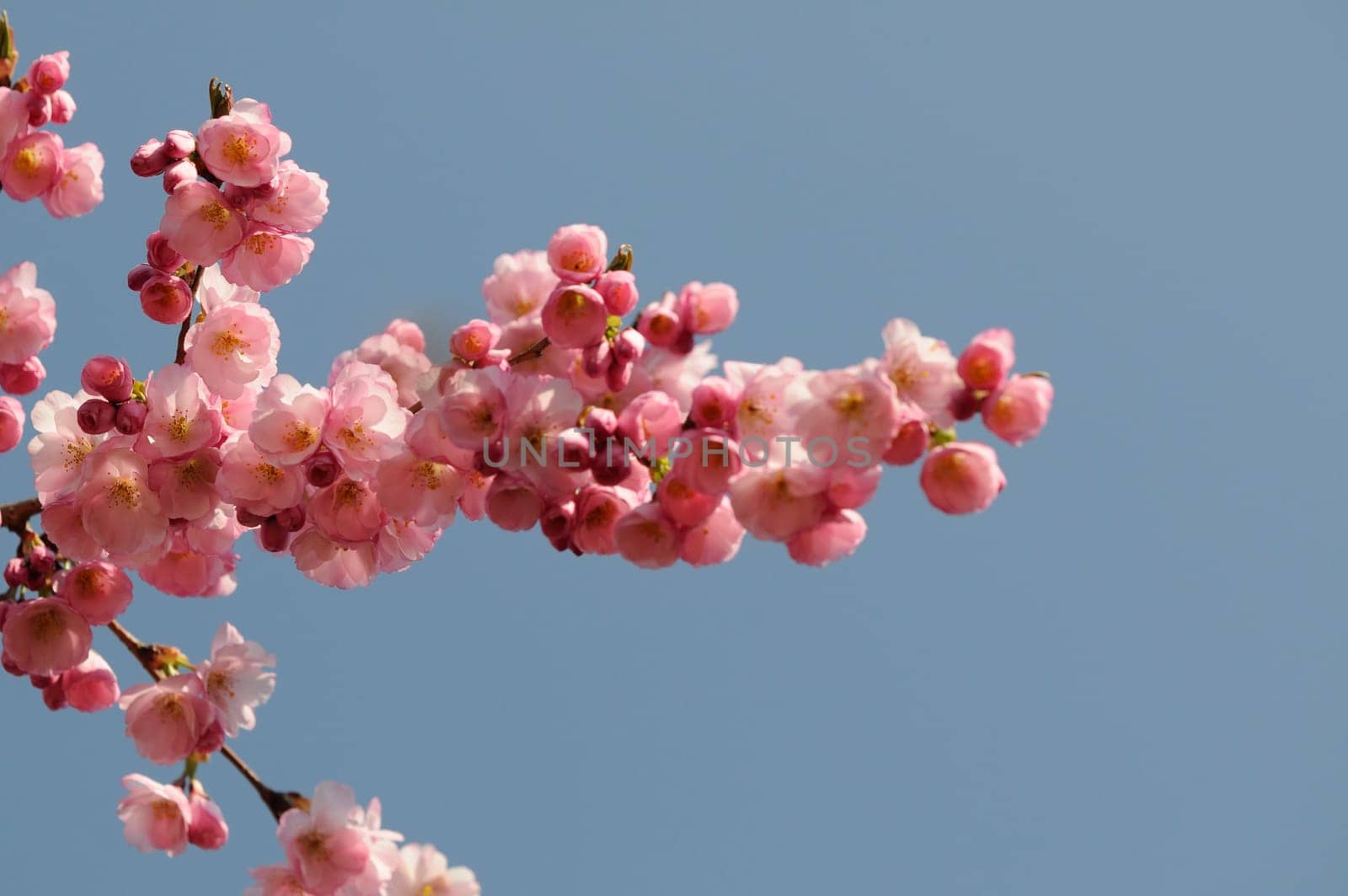 flower cherry