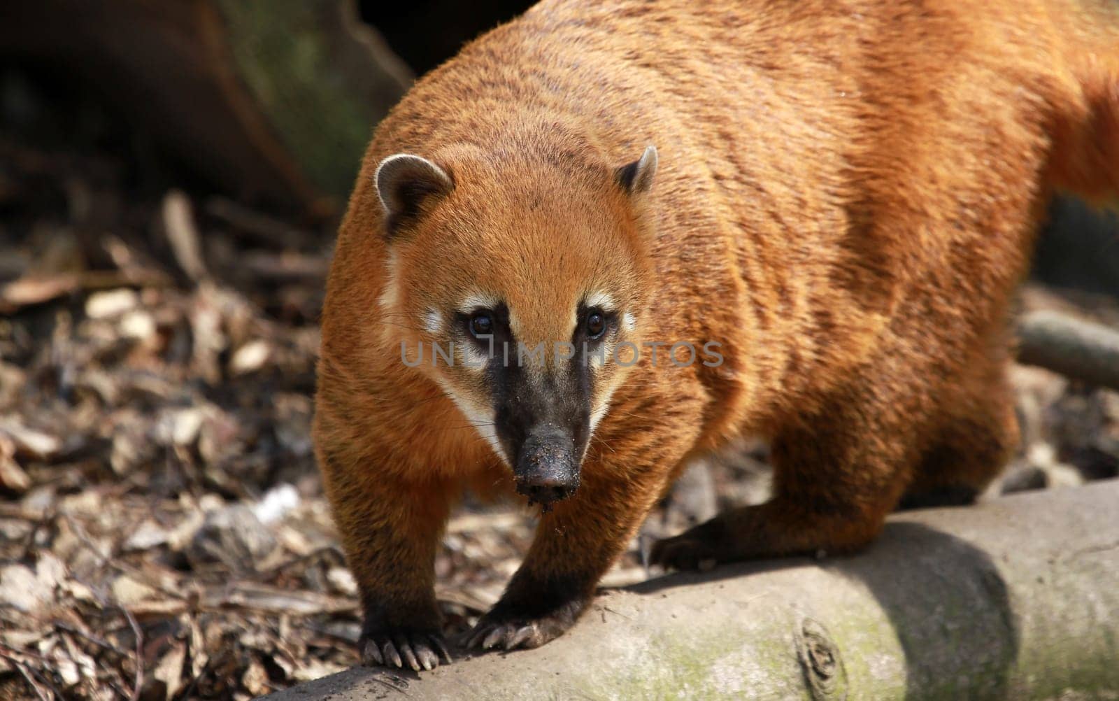 Nose bear