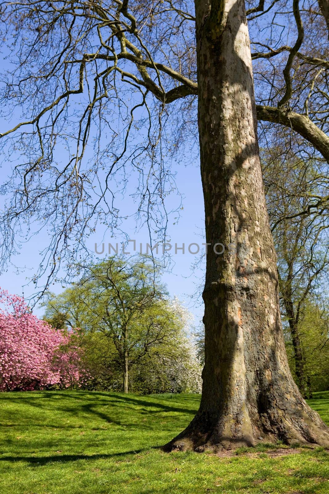 trees at the hyde park in london, uk