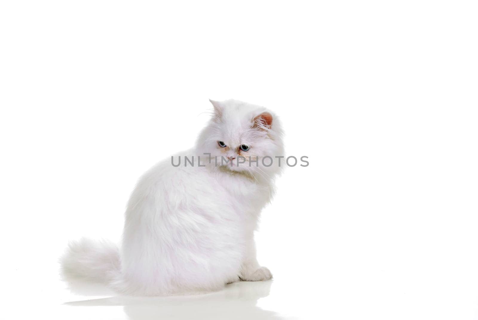 White cat with blue eyes. On a white background