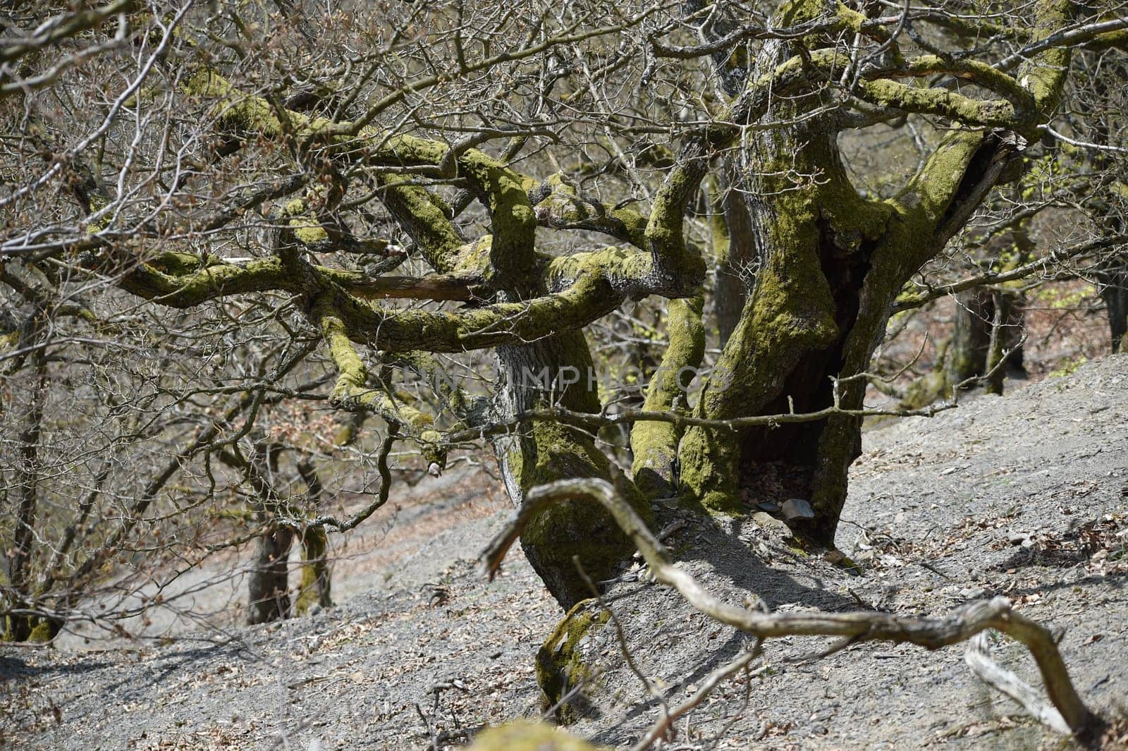 Up to 1000-year-old oaks cling to the steep slope of Kahle Hardt on Lake Edersee.