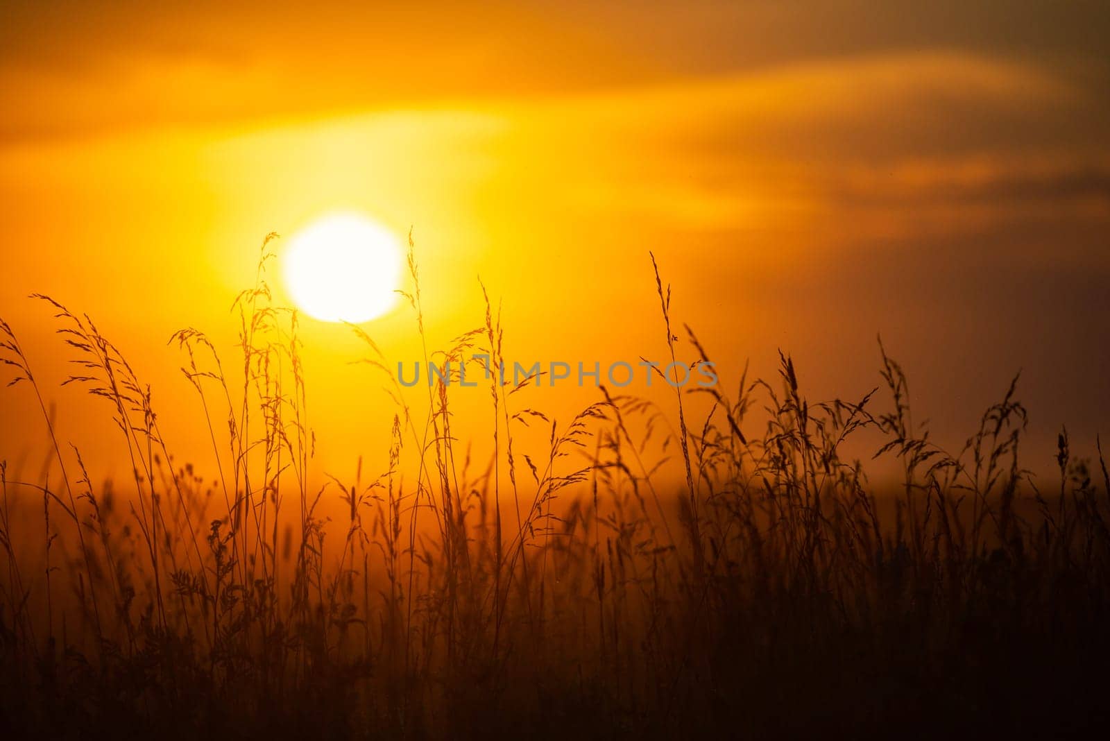 Summer field of wheat at sunset. Sun in background. Closeup view.