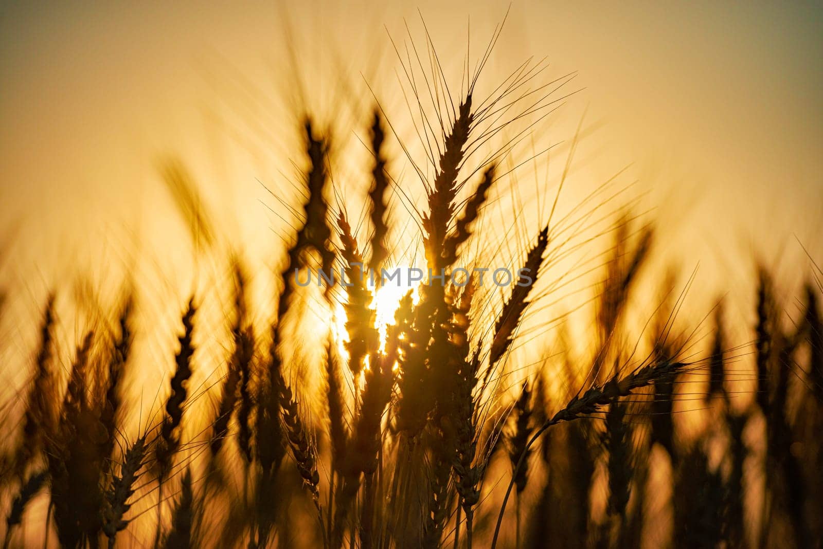 Summer field of wheat at sunset. Sun in background. Closeup view.