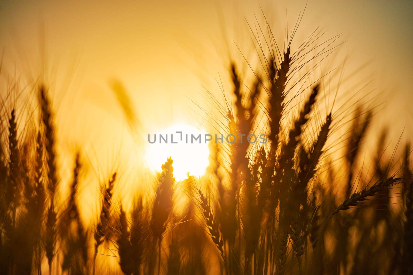 Summer field of wheat at sunset. Sun in background. Closeup view.