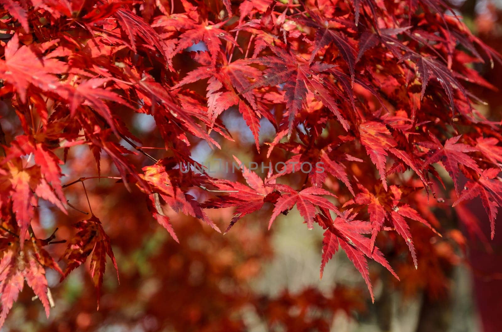 Autumn red colored leaves of maple tree in Japan