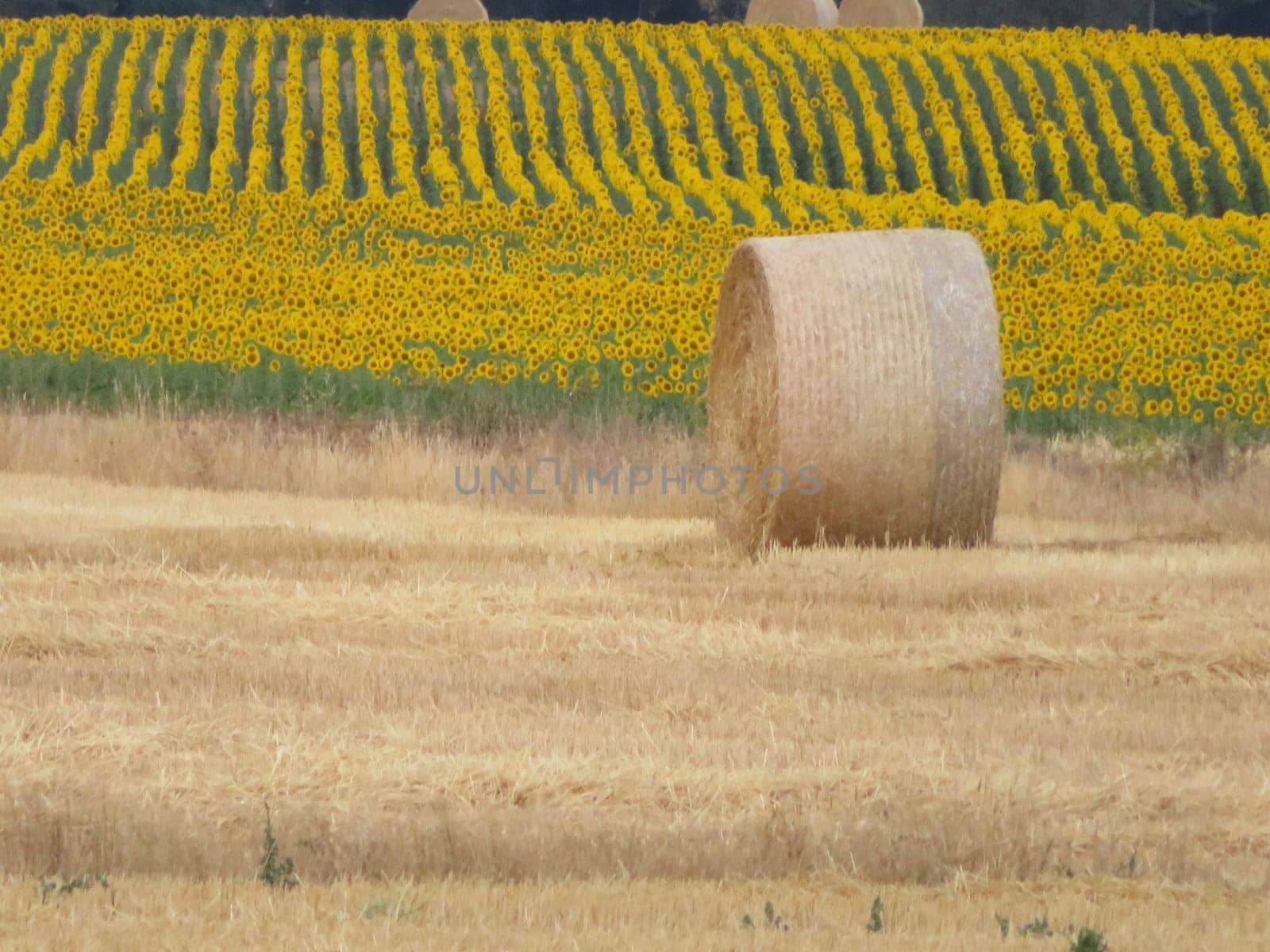 beautiful scenery with yellow sunflowers flowers big pipes