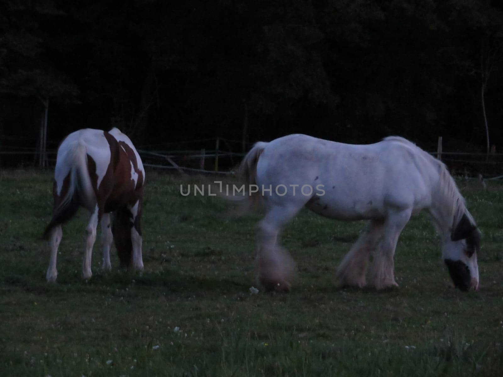 horse animal beautiful large power swift colors boil