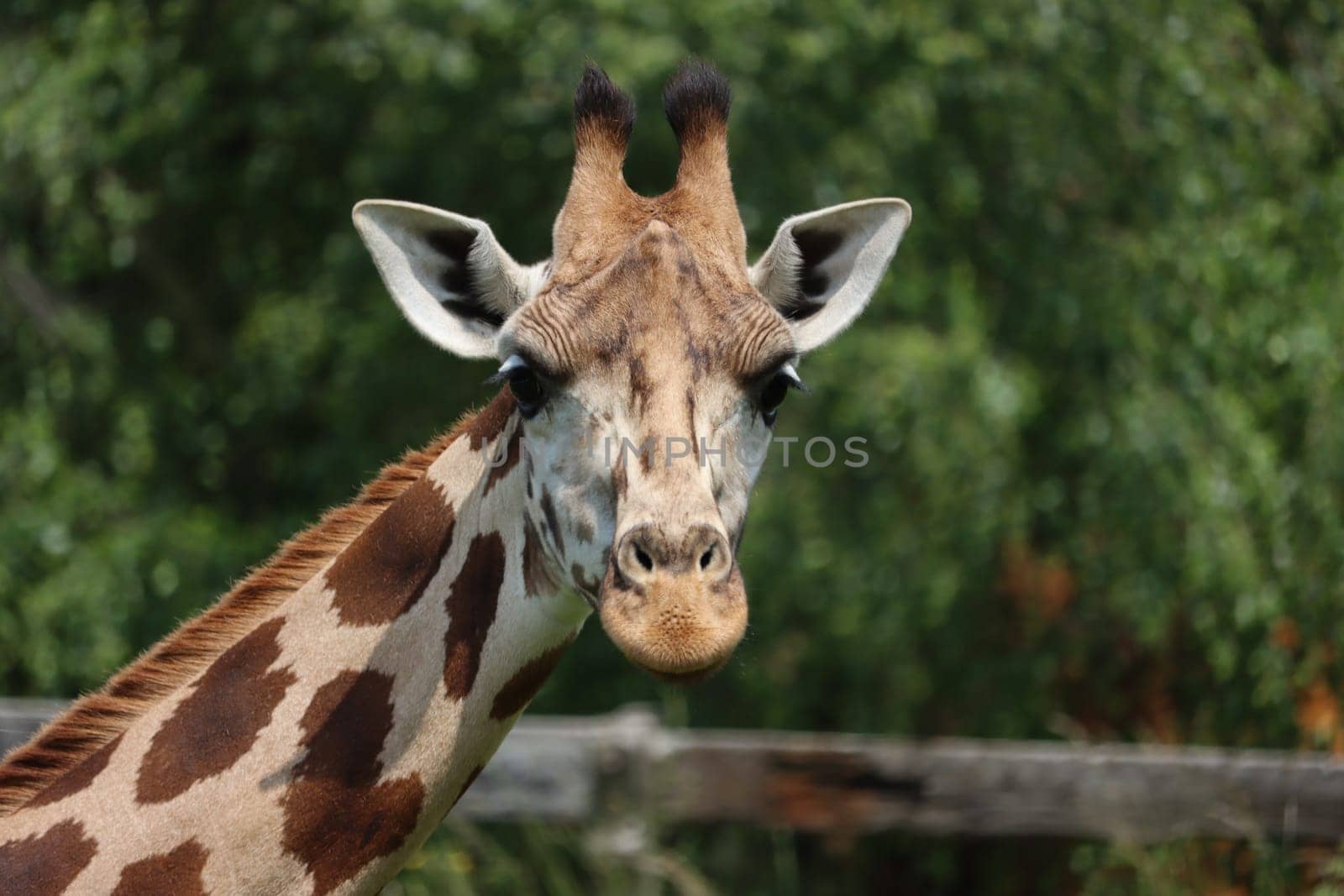 beautiful high giraffe spots wild long neck fast horns