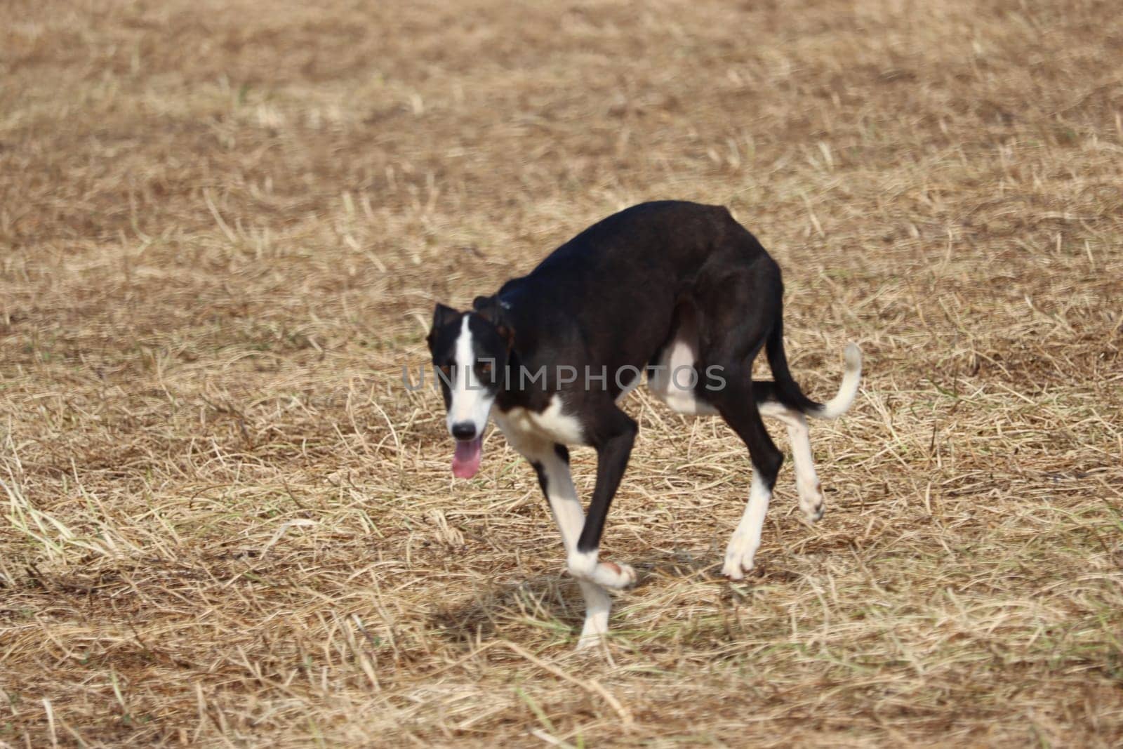 Spanish greyhound dog race hare hunting speed delivers passion