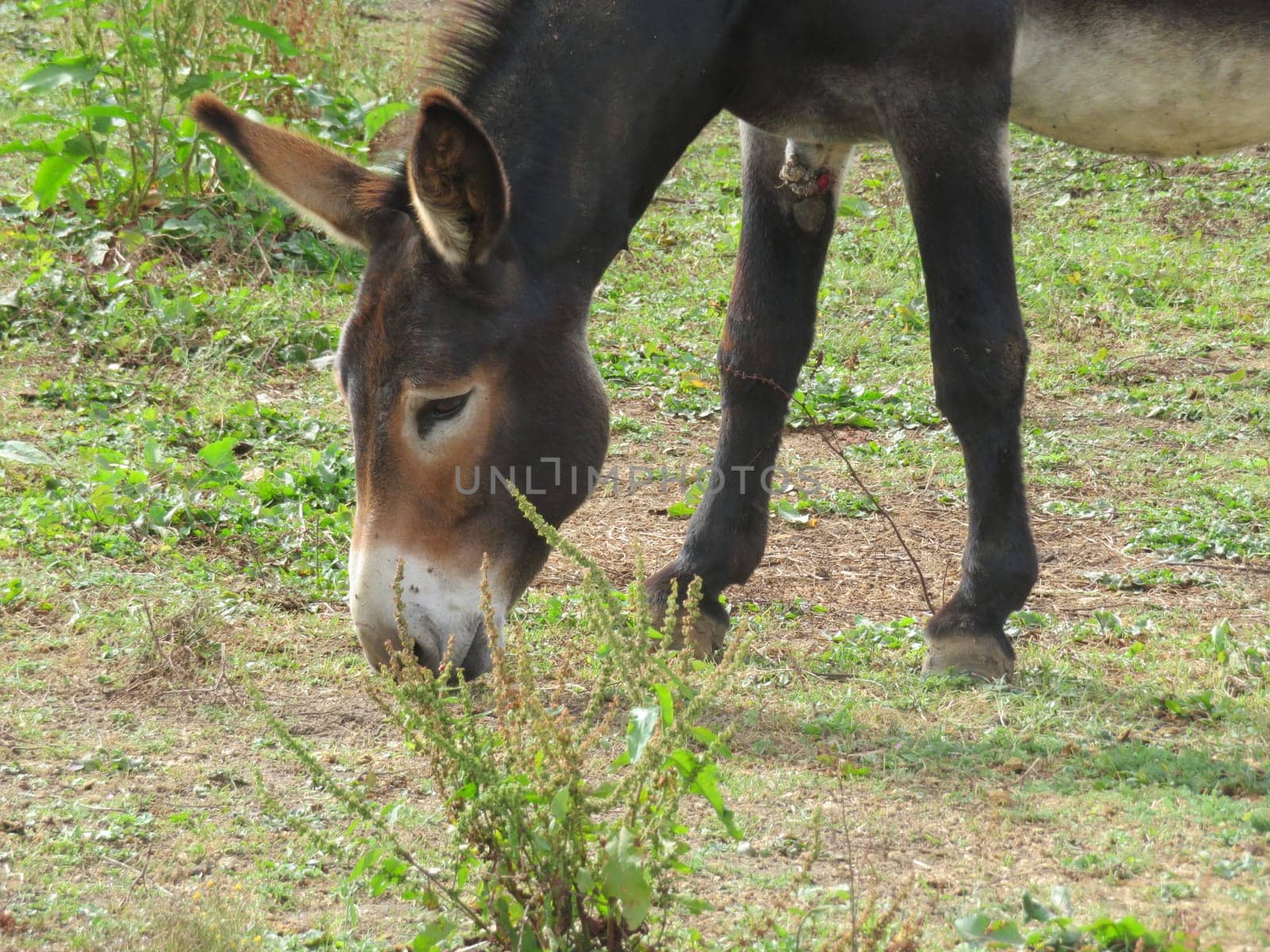 beautiful animal donkey donkey domestic riding walk work grass