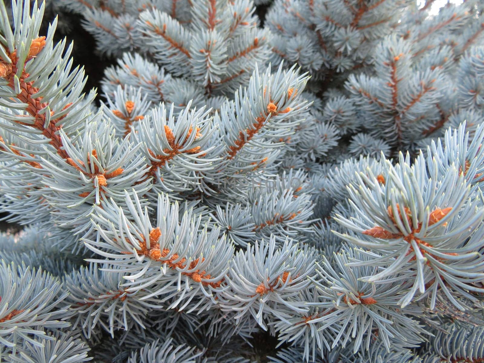 beautiful photograph of different natural pine leaves
