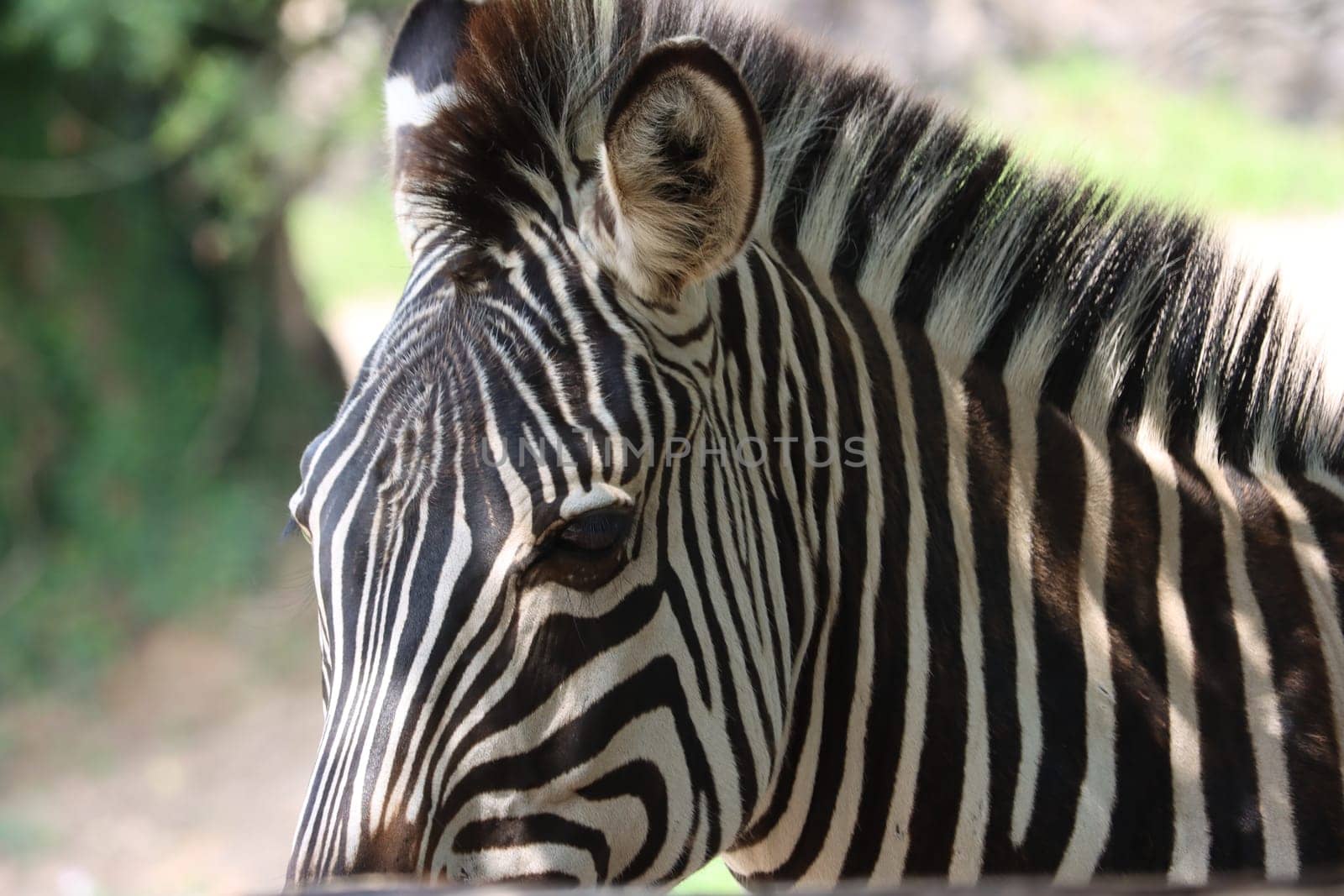 beautiful zebras wild animals herbivores fast stripes