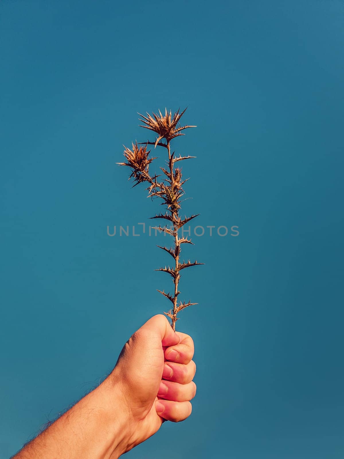 Close up person hand holding a dry thistle thorn plant over a clear blue sky background. Spiny starthistle in man fist. Fall season mood