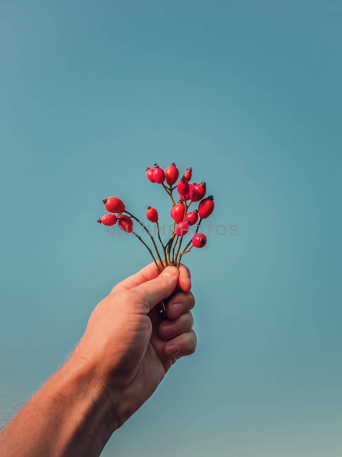 Close up person hand holding a bunch of brier berries over a clear blue sky background. Man arm with rosehip twigs and red ripe fruits. Fall season mood and dogrose plant seeds