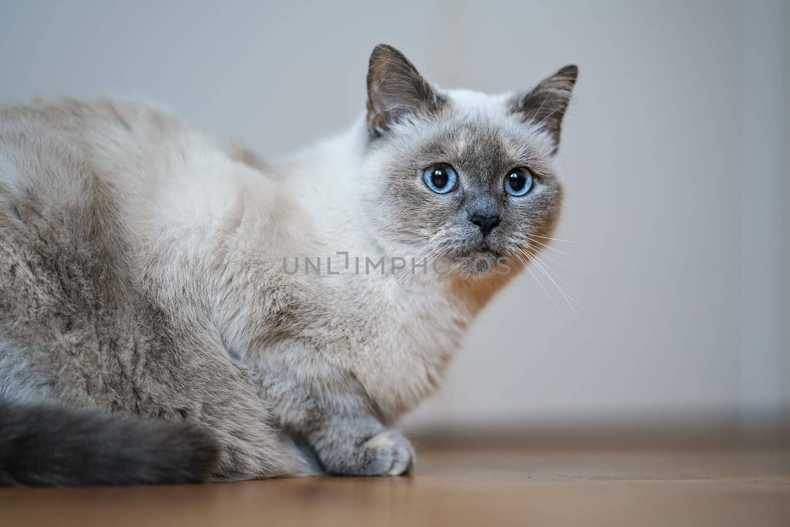 Older gray cat with piercing blue eyes, laying on wooden floor, closeup shallow depth of field photo.