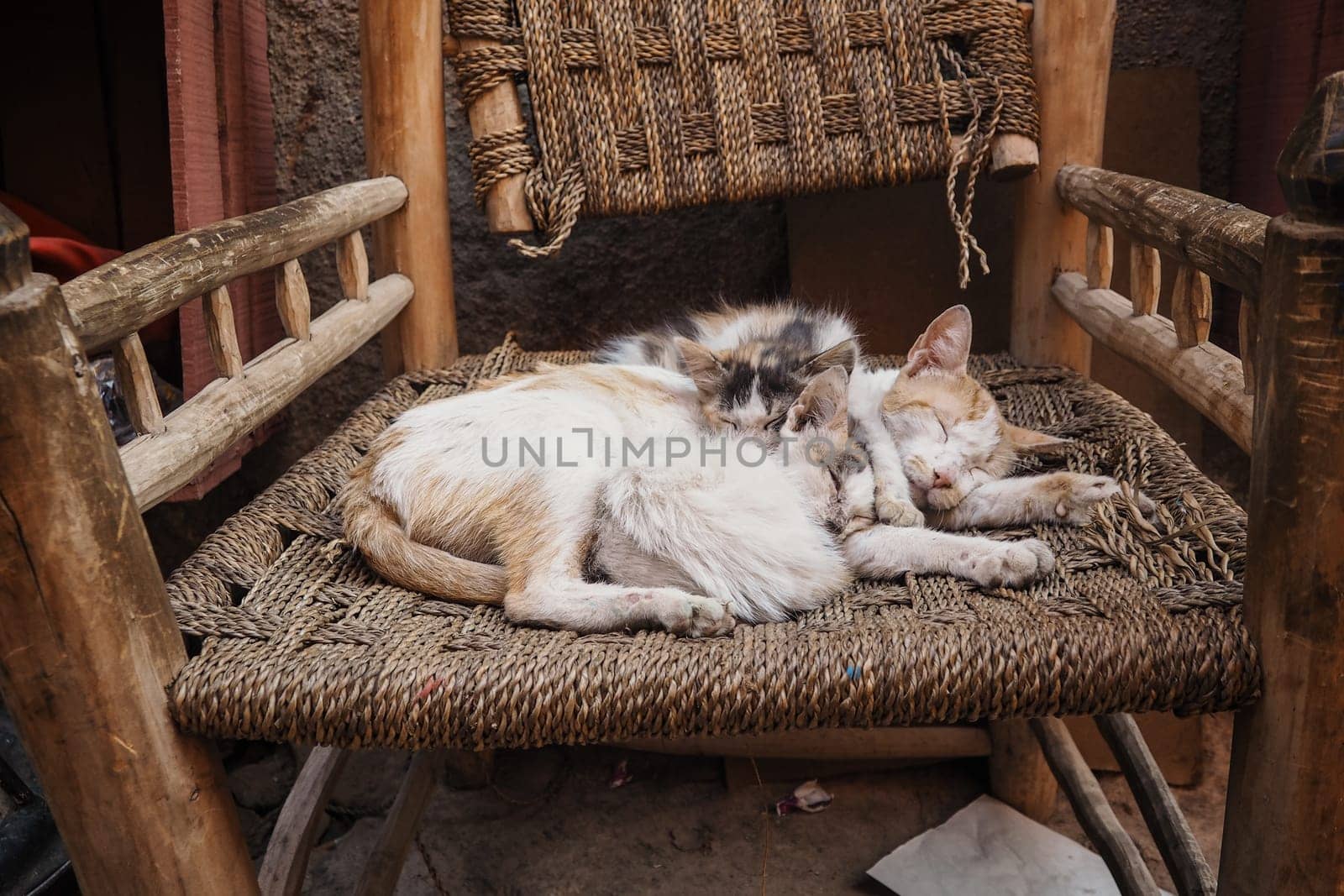 Three white stray cats resting on wicker chair cuddle together.