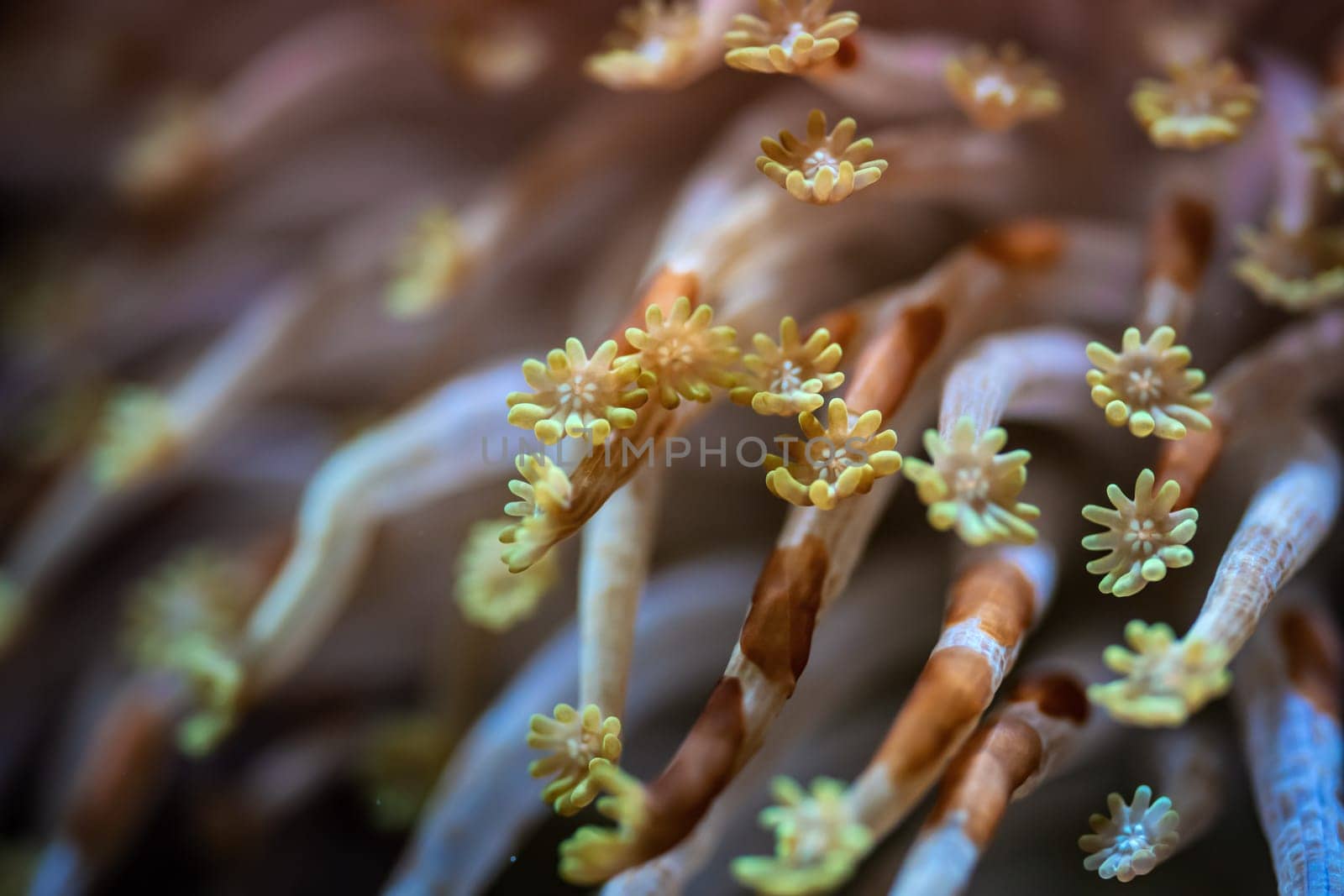 Alveopora Daisy sea coral with flower like tentacles glowing under UV light, closeup detail - abstract marine life underwater image.