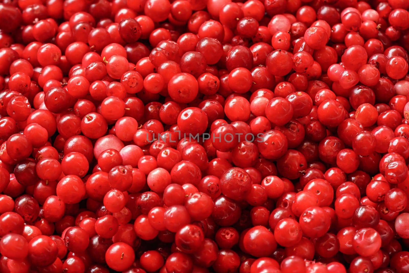 Pile of freshly harvested red wild cranberries, close-up detail from above.