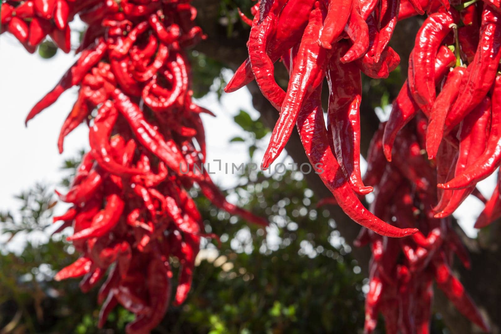 Ristra de guindas drying under sun outdoors village house. Guindas are elongated peppers variety sewn as a bunch and air them out to dry. Acena de la Borrega, Extremadura, Spain