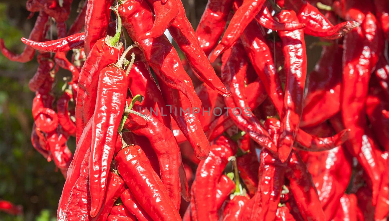 Ristra de guindas drying under sun outdoors village house. Guindas are elongated peppers variety sewn as a bunch and air them out to dry. Acena de la Borrega, Extremadura, Spain