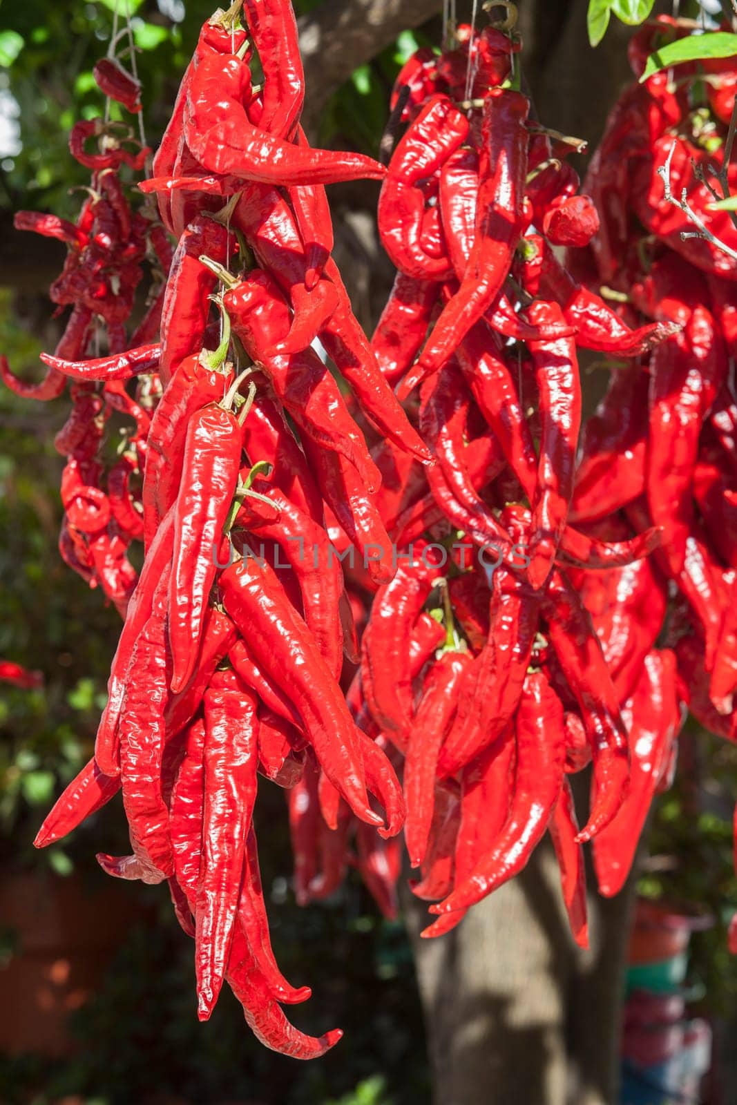 Ristra de guindas drying under sun outdoors village house. Guindas are elongated peppers variety sewn as a bunch and air them out to dry. Acena de la Borrega, Extremadura, Spain