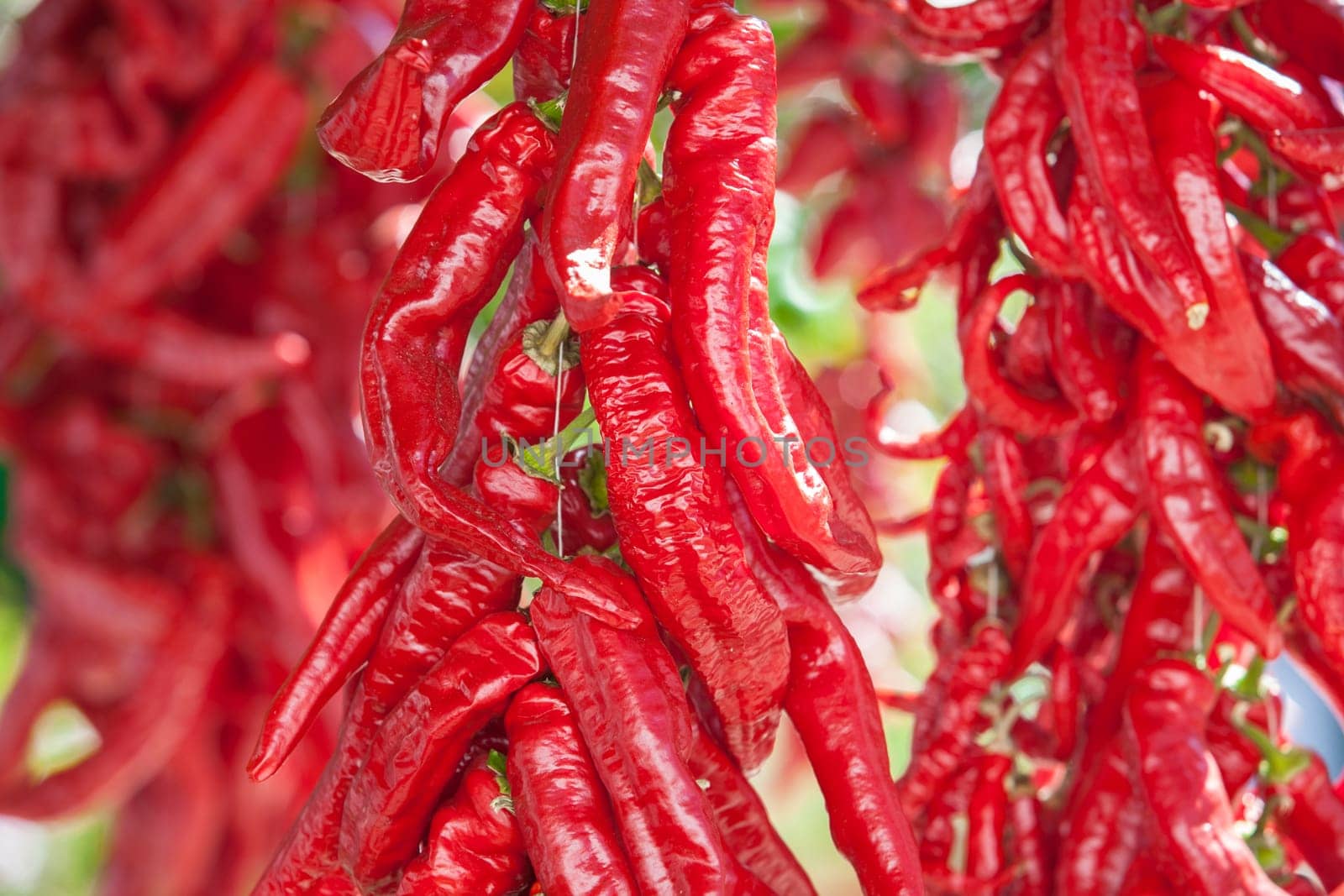 Ristra de guindas drying under sun outdoors village house. Guindas are elongated peppers variety sewn as a bunch and air them out to dry. Acena de la Borrega, Extremadura, Spain