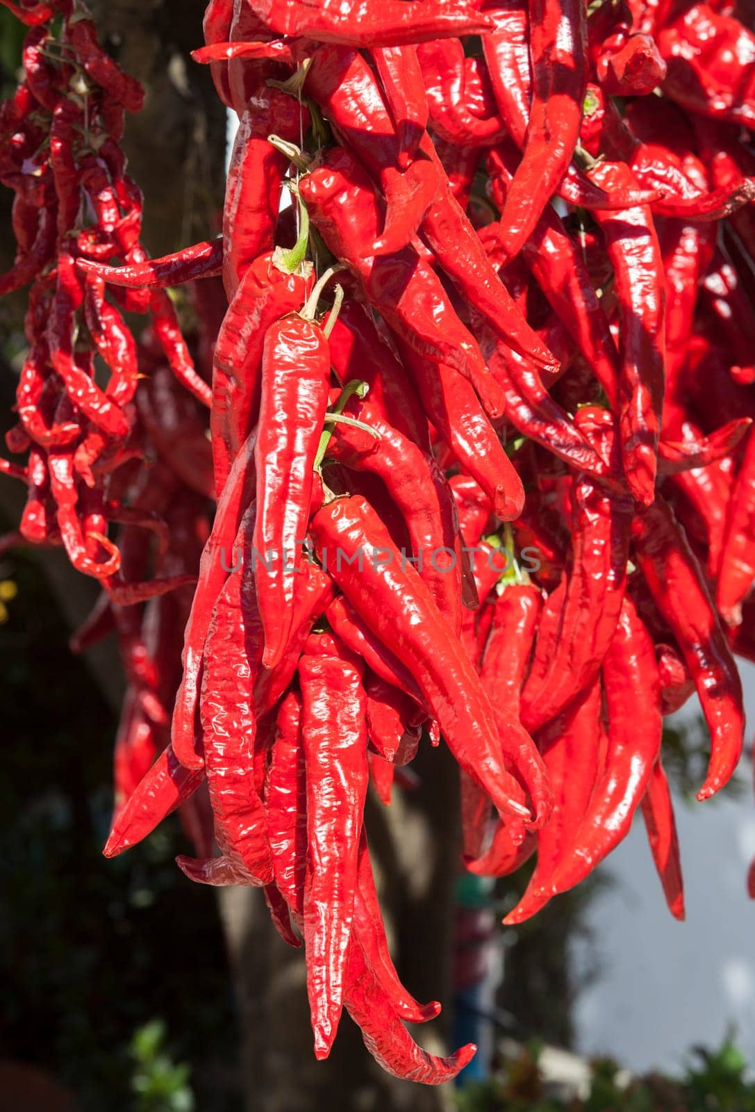 Ristra de guindas drying under sun outdoors village house. Guindas are elongated peppers variety sewn as a bunch and air them out to dry. Acena de la Borrega, Extremadura, Spain