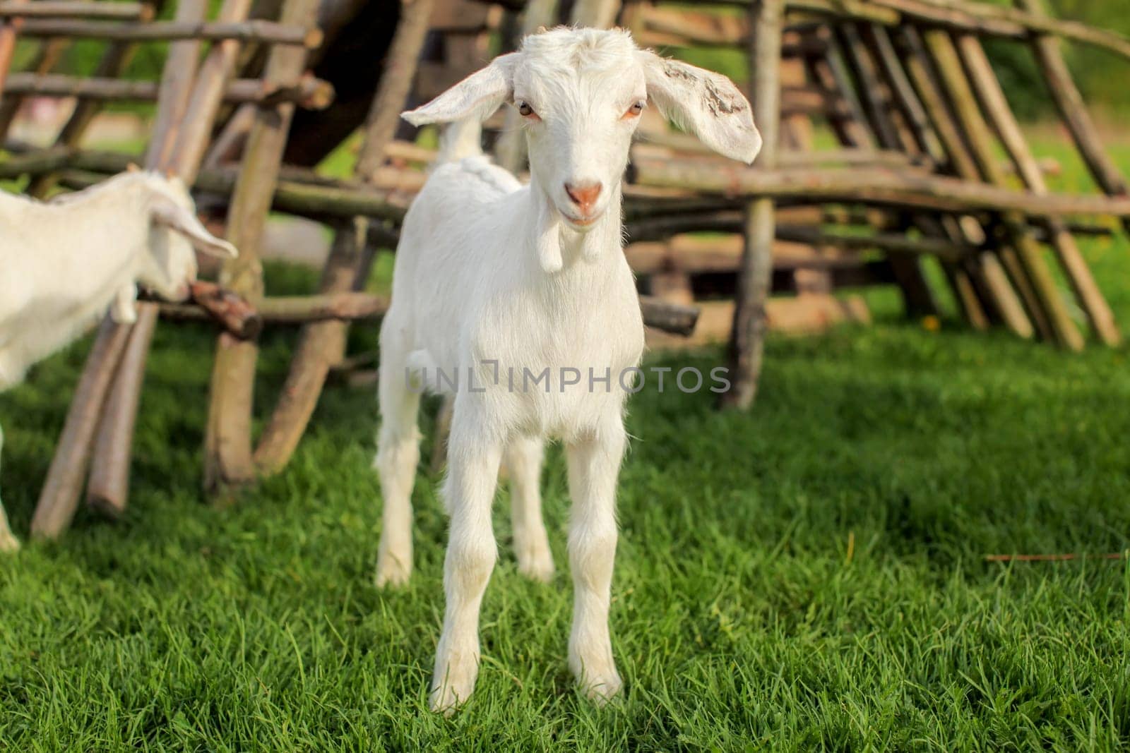 Young goat kid, on fresh spring green grass with wooden hay racks in background.