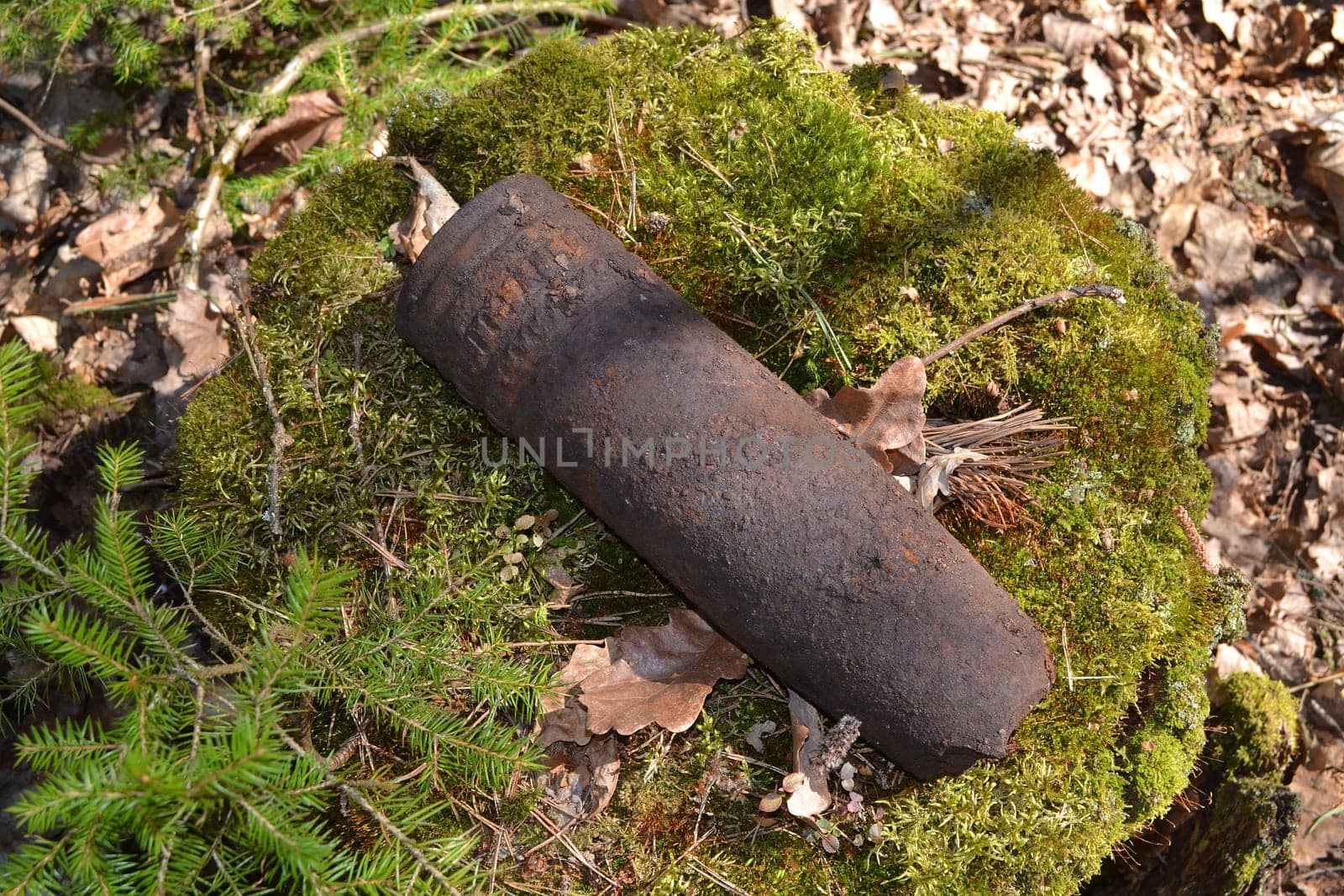 Concept of historical danger: rusty whizzbang high explosive of the World War 2 in thicket forest of west Belarus