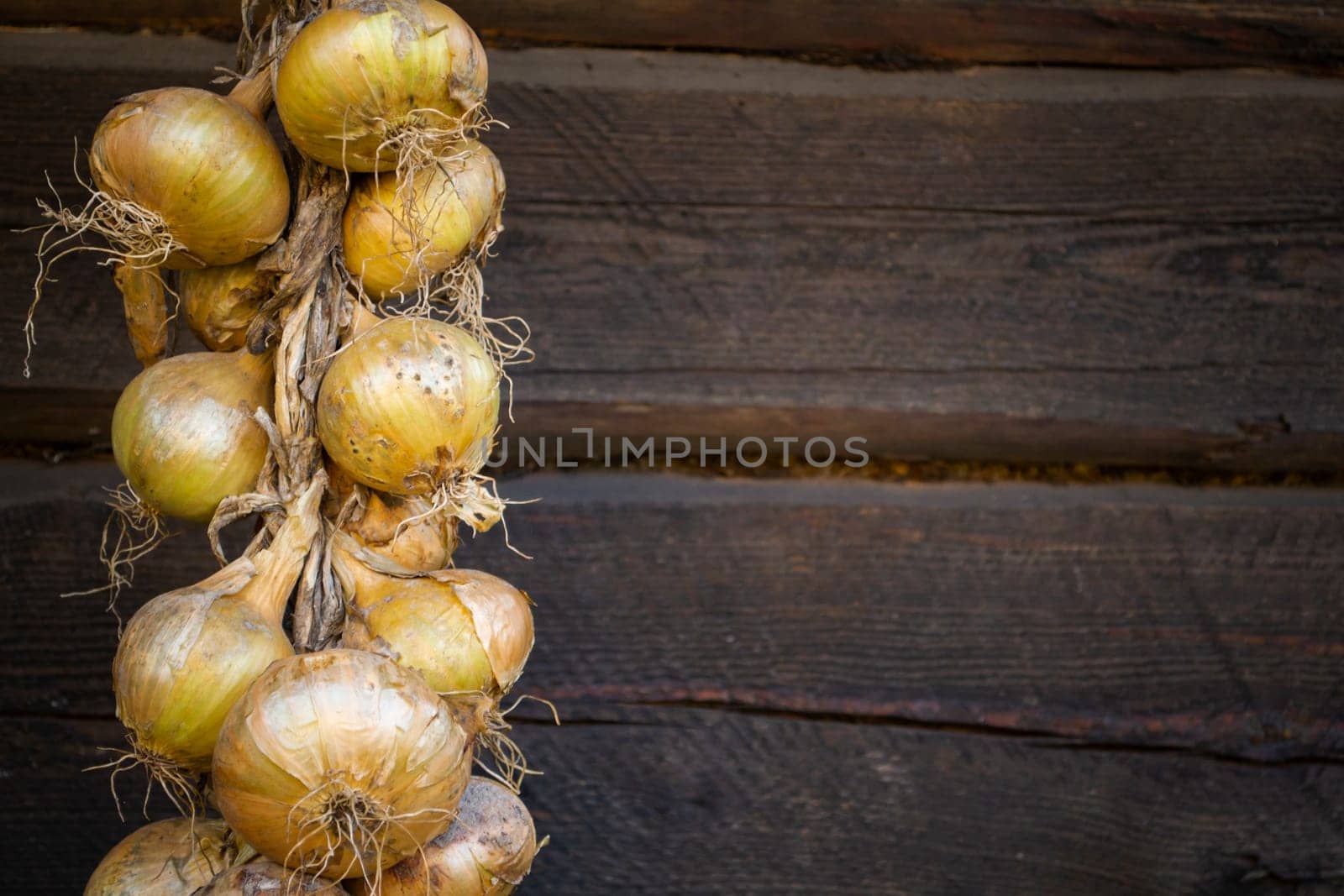 Harvest. String of golden onion. Bunches of onions are dried on dark wooden wall.