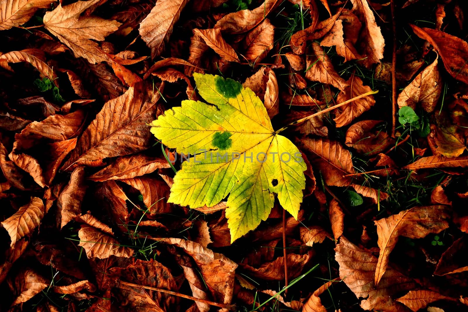 autumnal colored yellow maple leaf ina heap of brown leaves