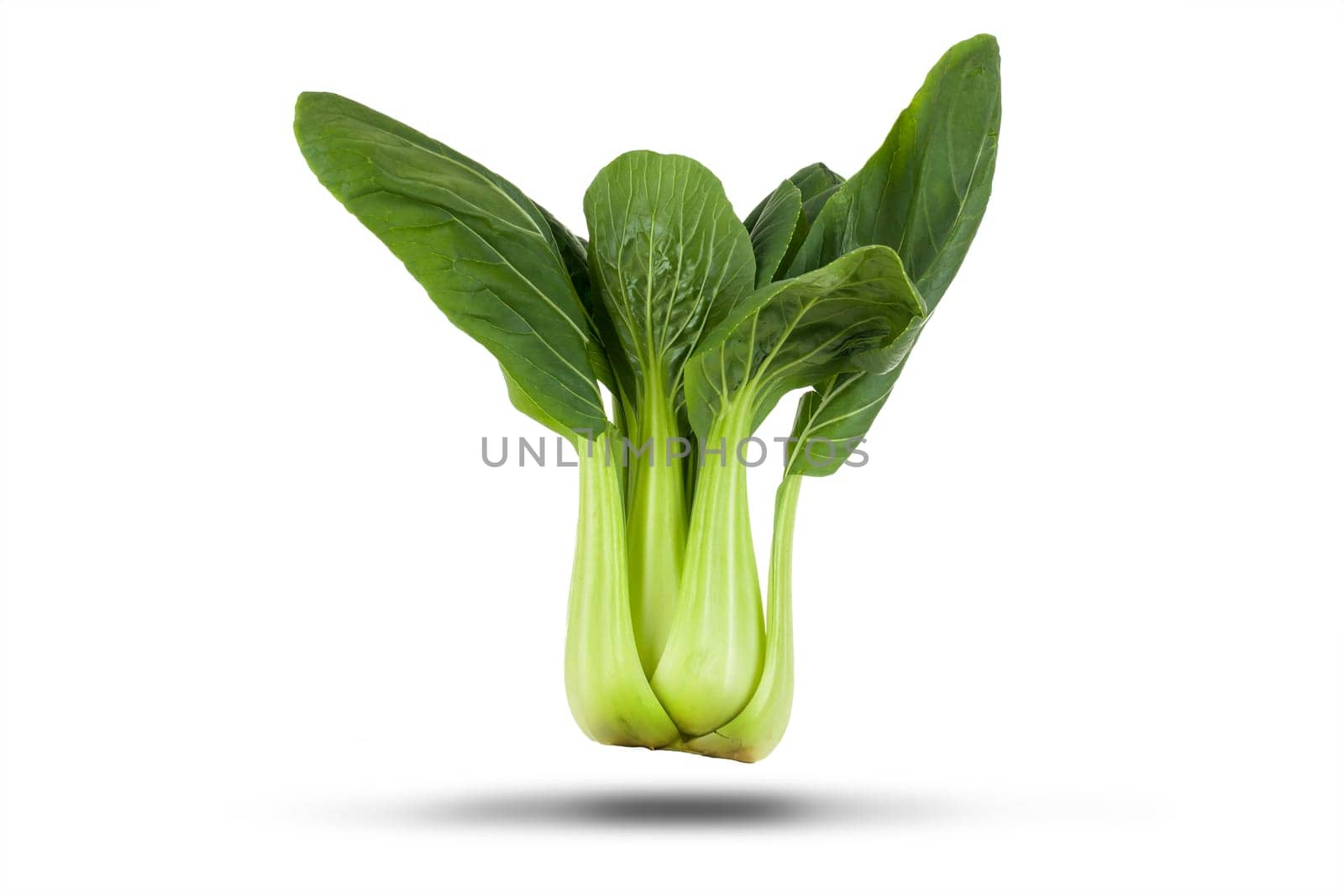 Pak choi (shanghai bok choy) chinese vegetable isloated on a white background