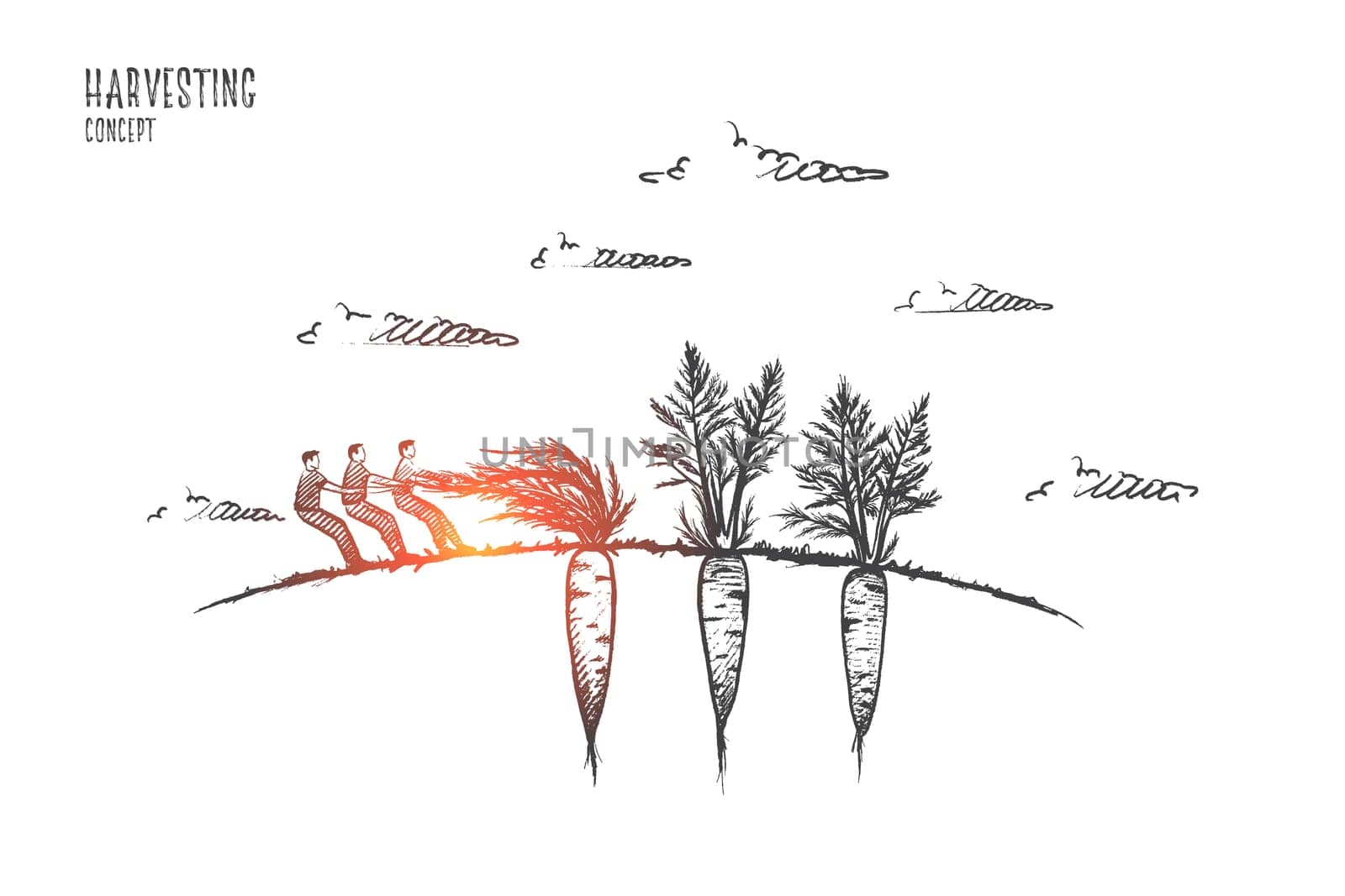 Harvesting concept. Hand drawn people harvest carrots. Ripe carrot in soil isolated vector illustration.