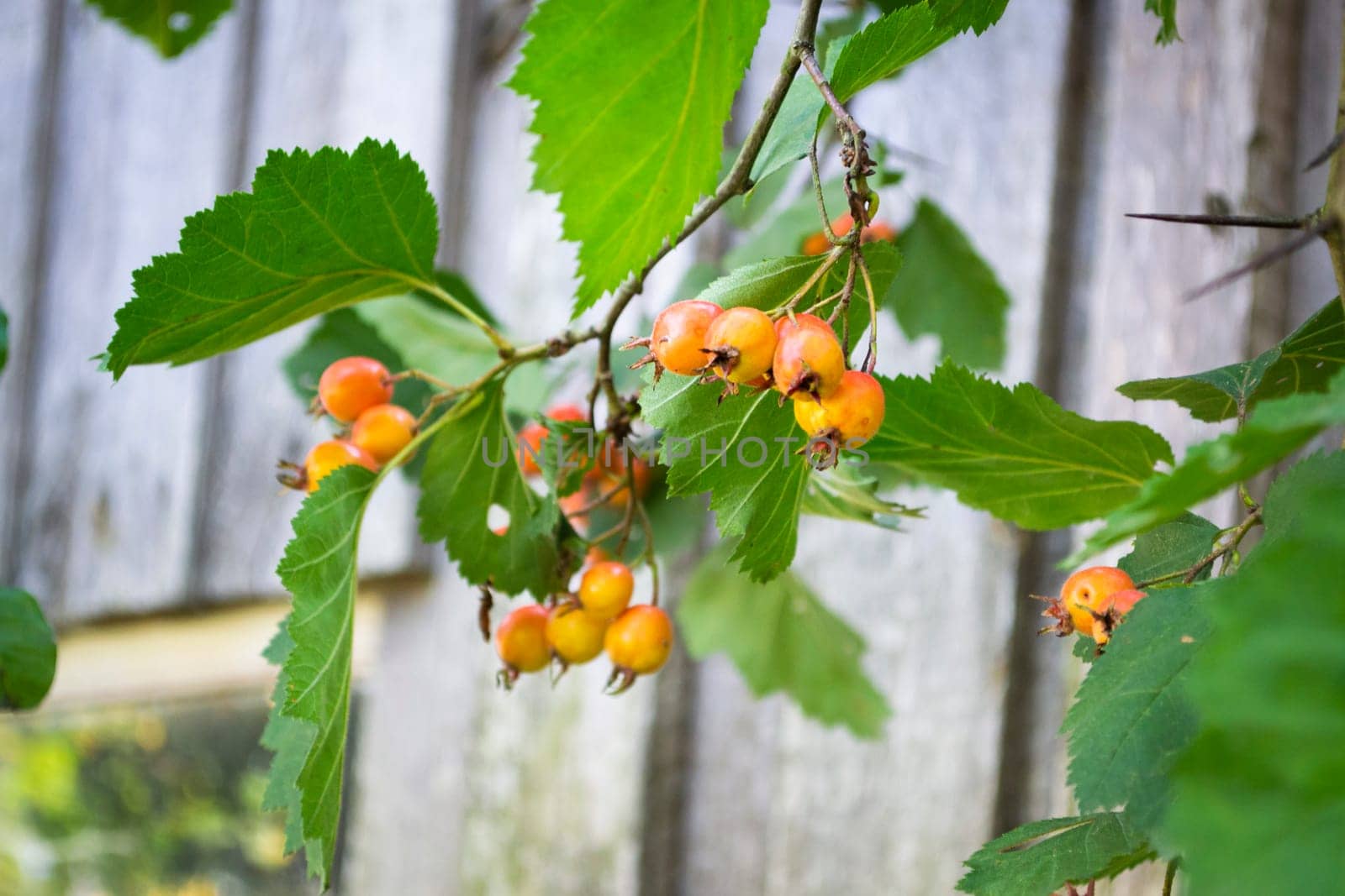 Orange fruit of crataegus monogyna, on branch, known as hawthorn
