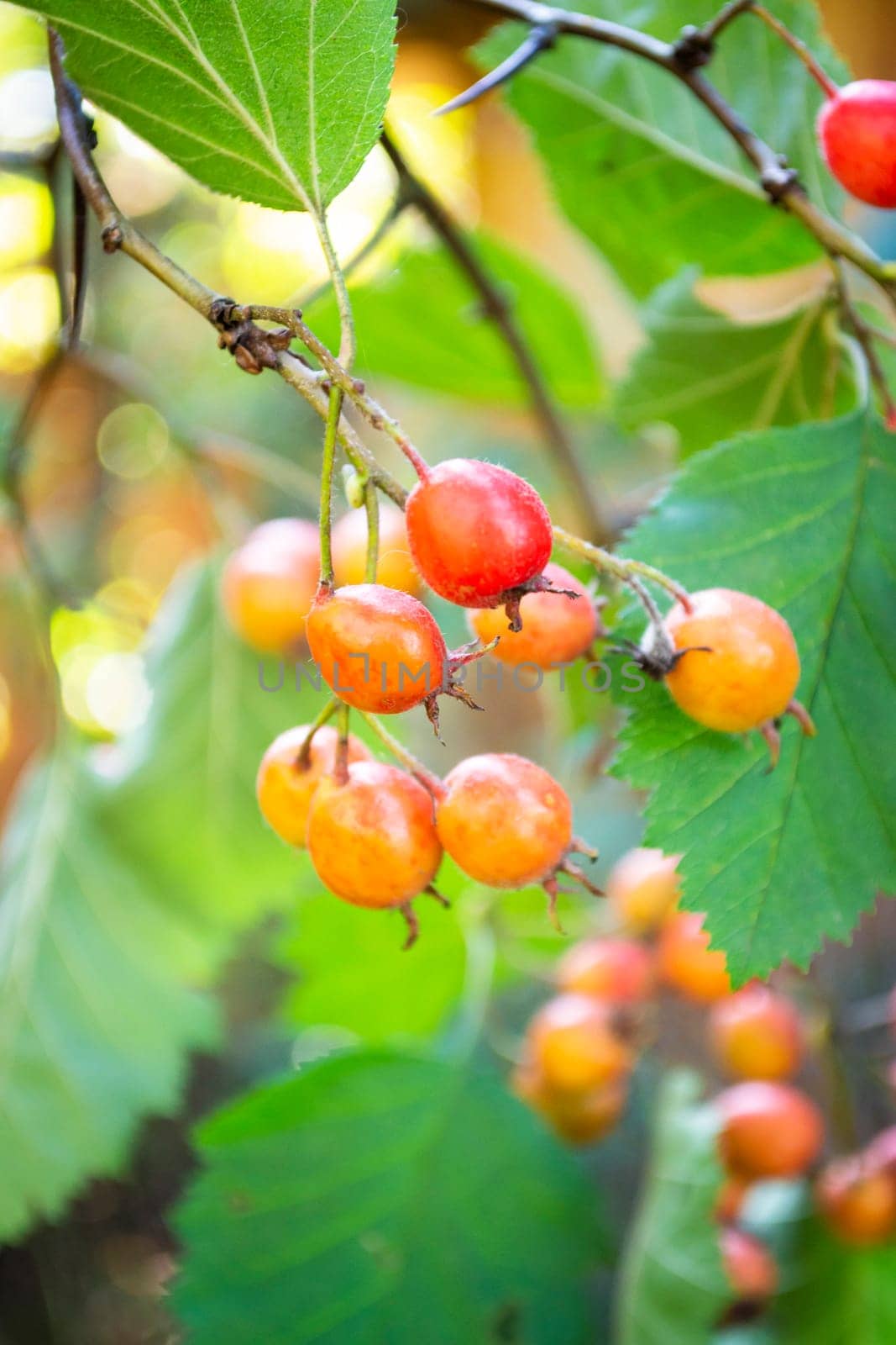 Orange berries and leaves on thorny branches hawthorn or thornapple Crataegus, singleseed hawthorn. Vertical image
