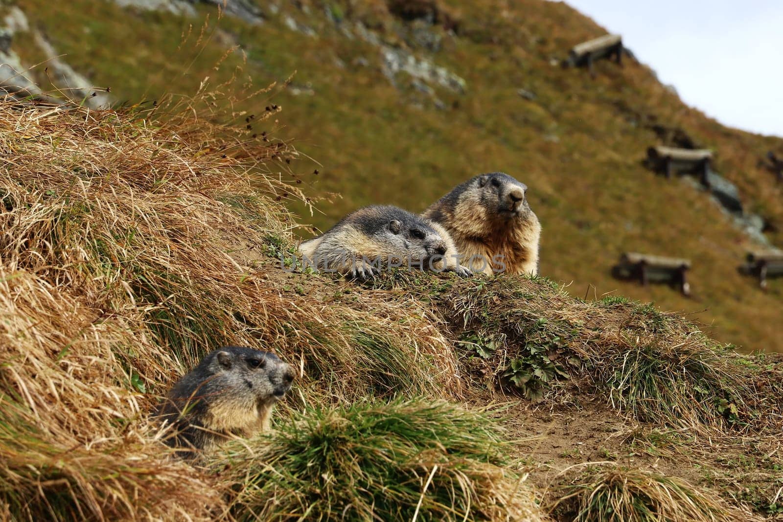 Three marmots in autumn in high mountains of Austria