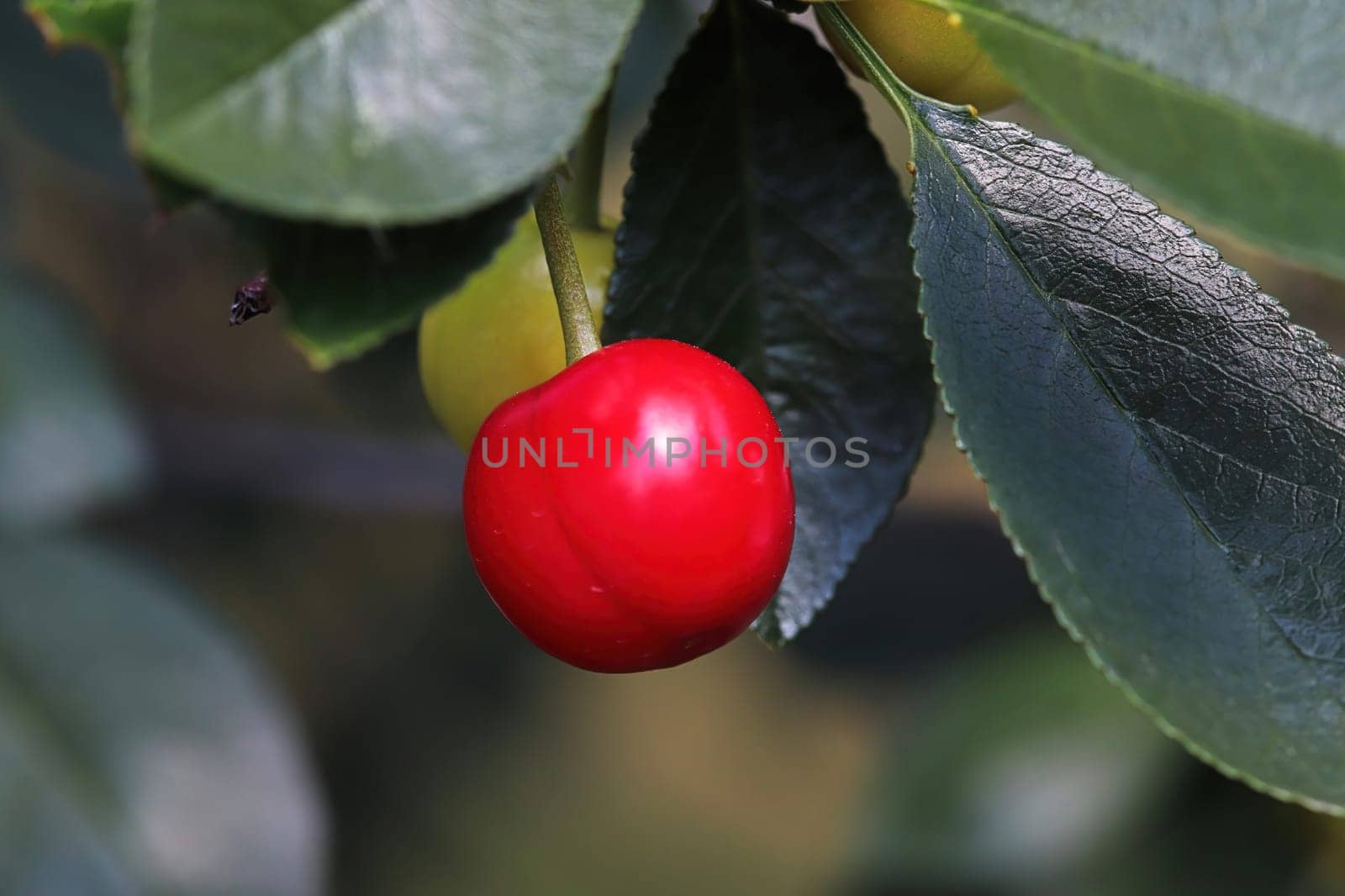 An Evans sour cherry hanging from a branch.