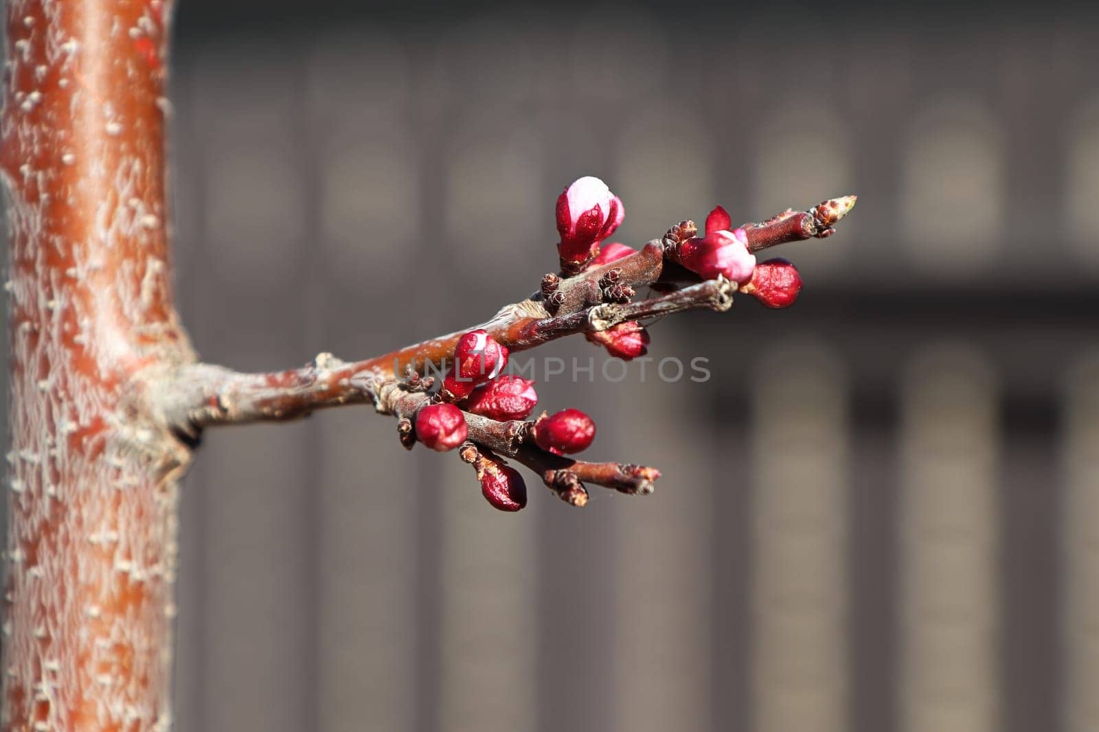 Apricot flower buds about to open in spring.