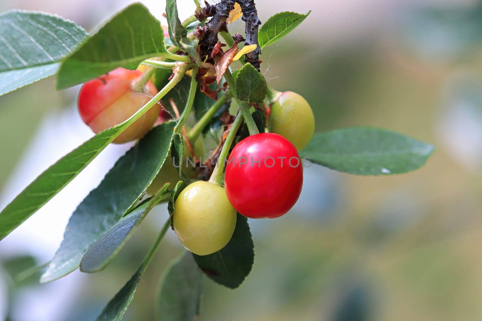 Sour cherries in various states of ripeness.